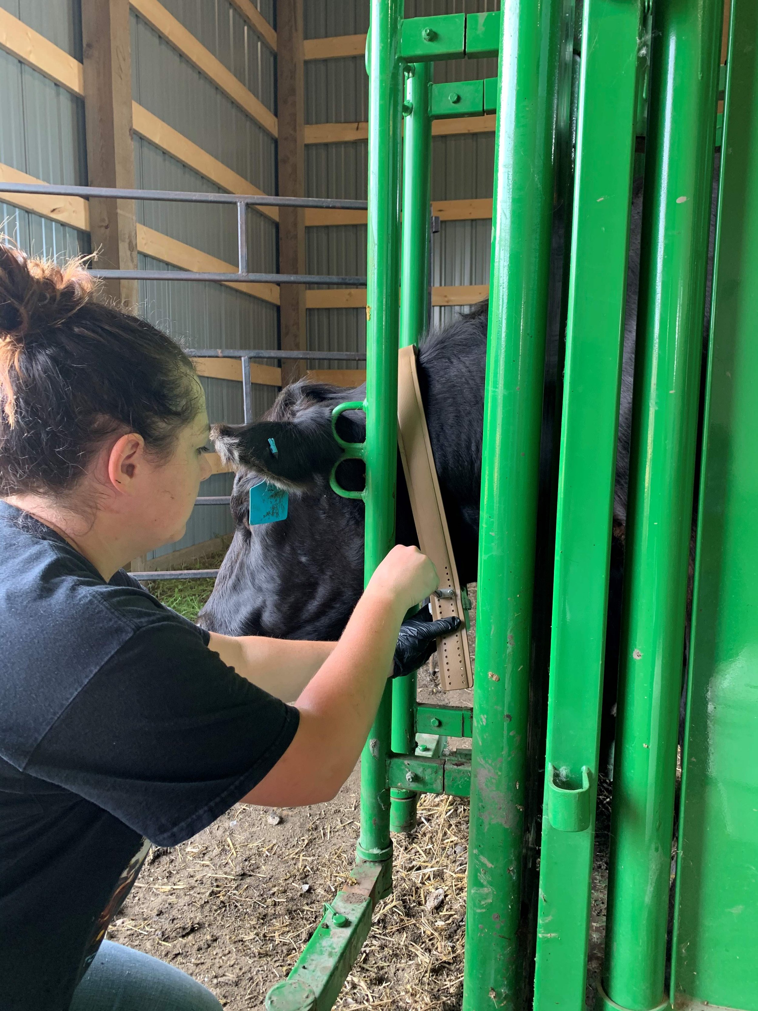 Putting a GPS collar on a cow