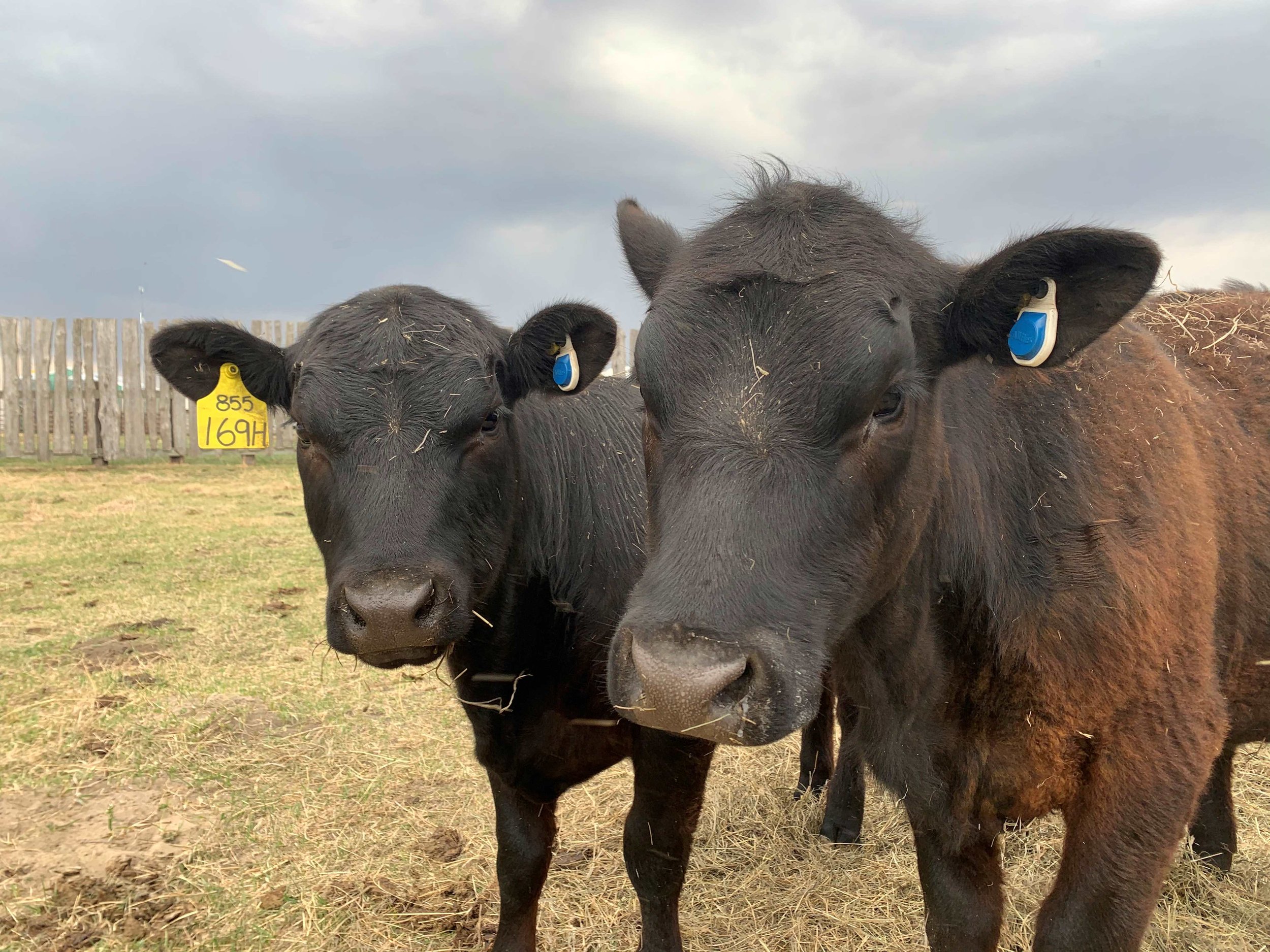 Two heifers with Allflex eSense ear tags