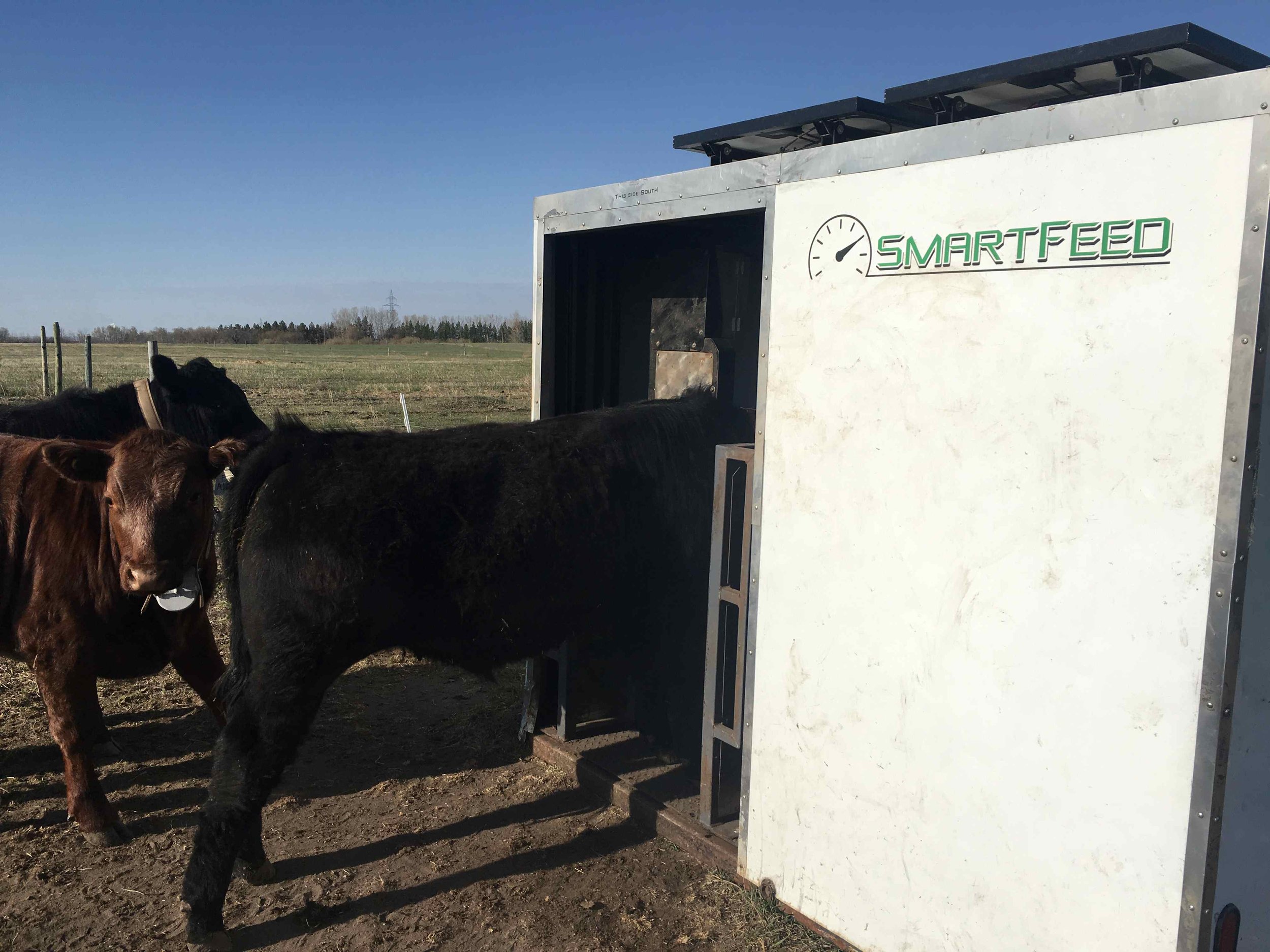 Steer eating at a SmartFeed Pro