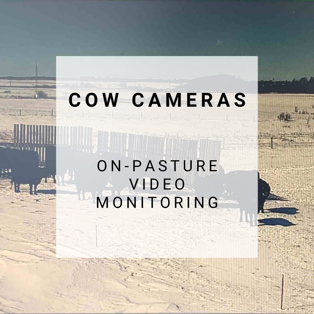 Cow Cameras