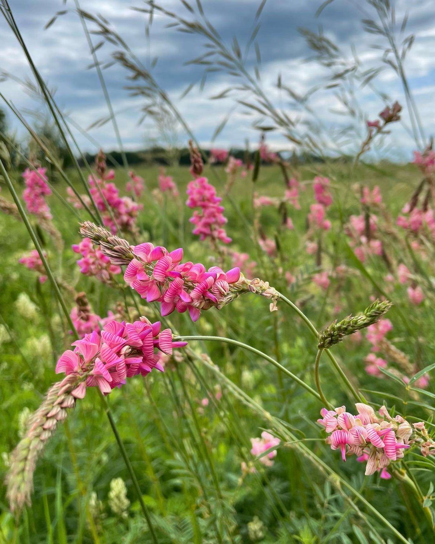 Sainfoin growing in a summer pasture