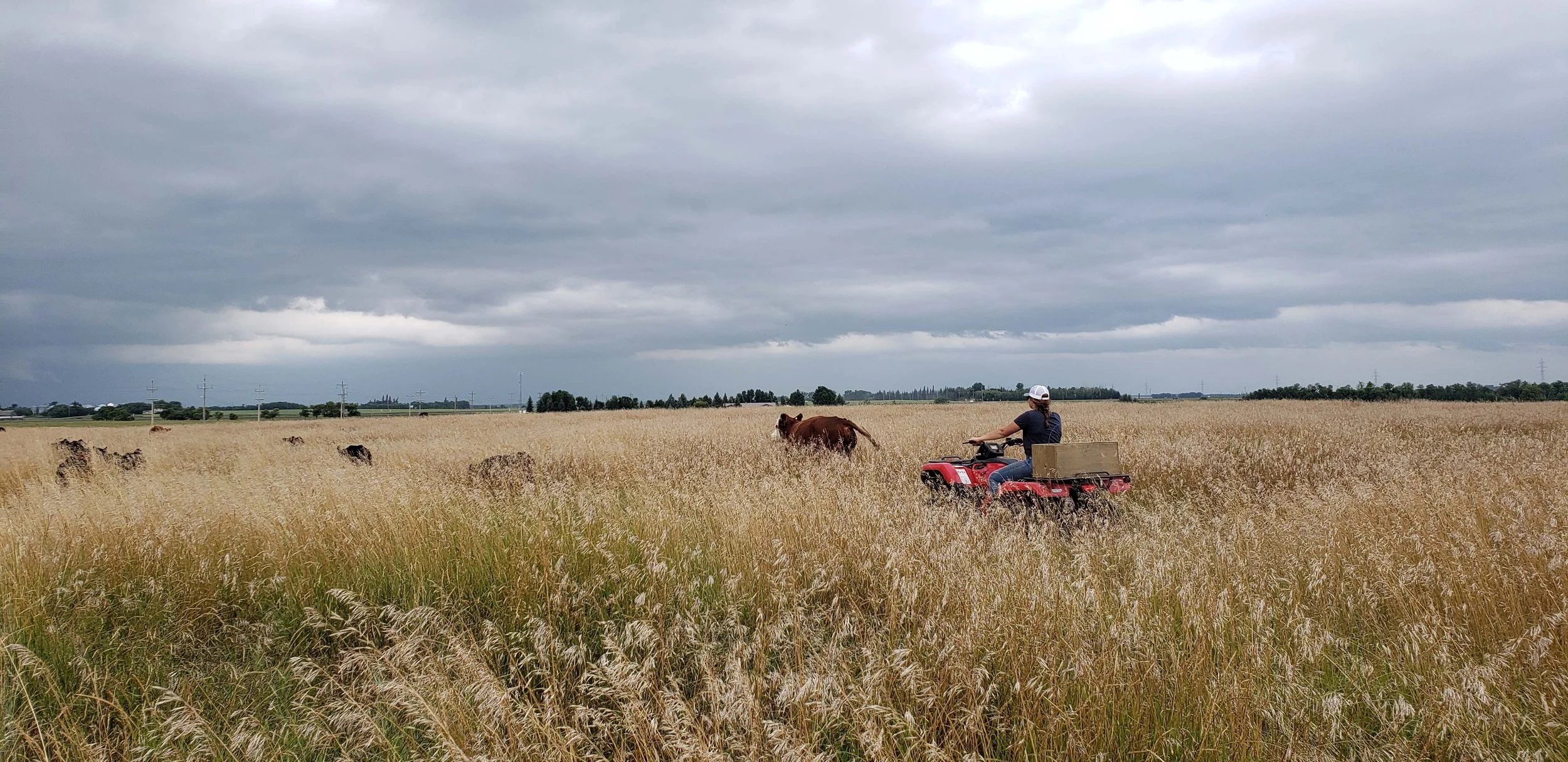 Fall grazing