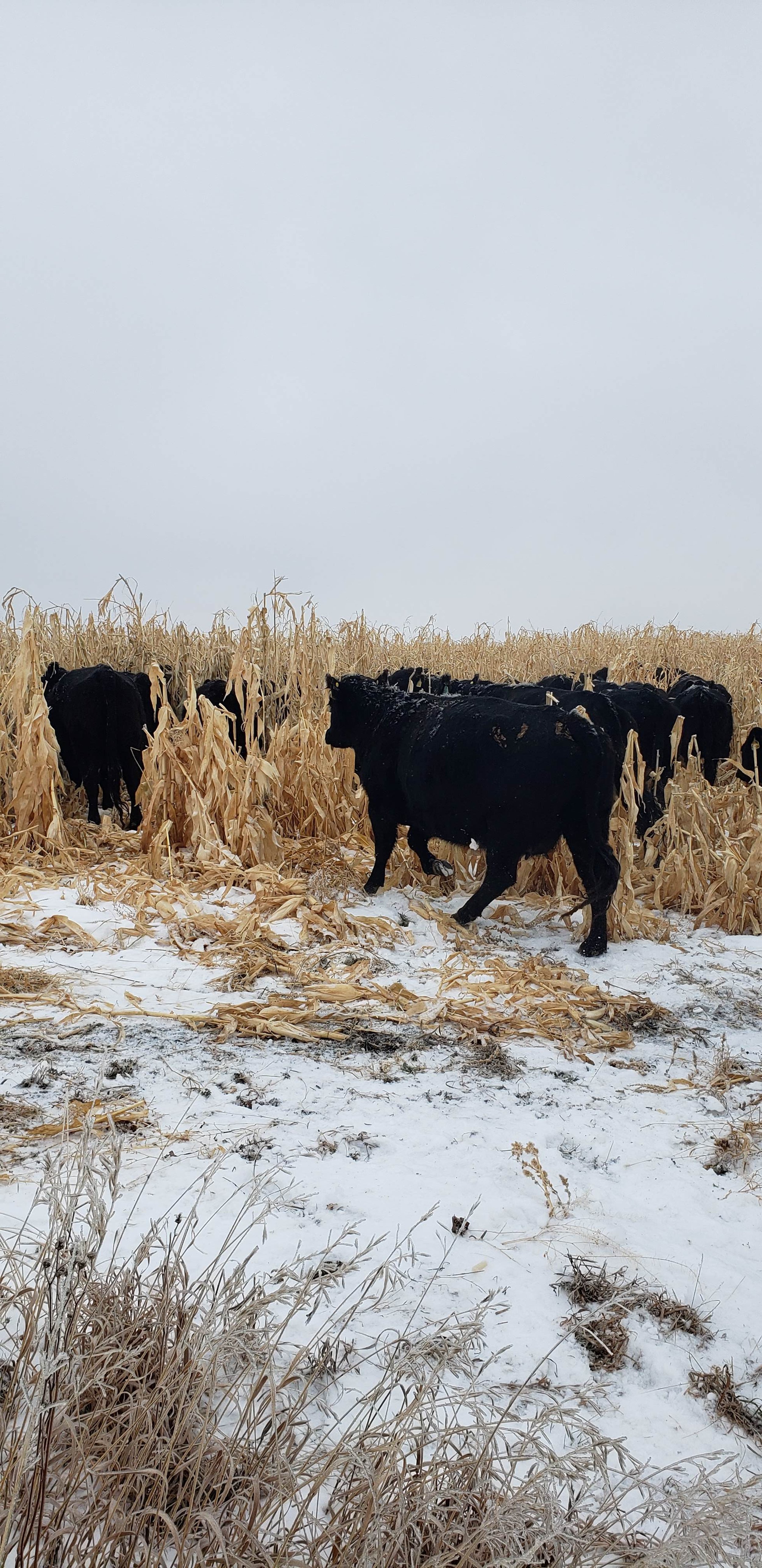 Cows on corn grazing