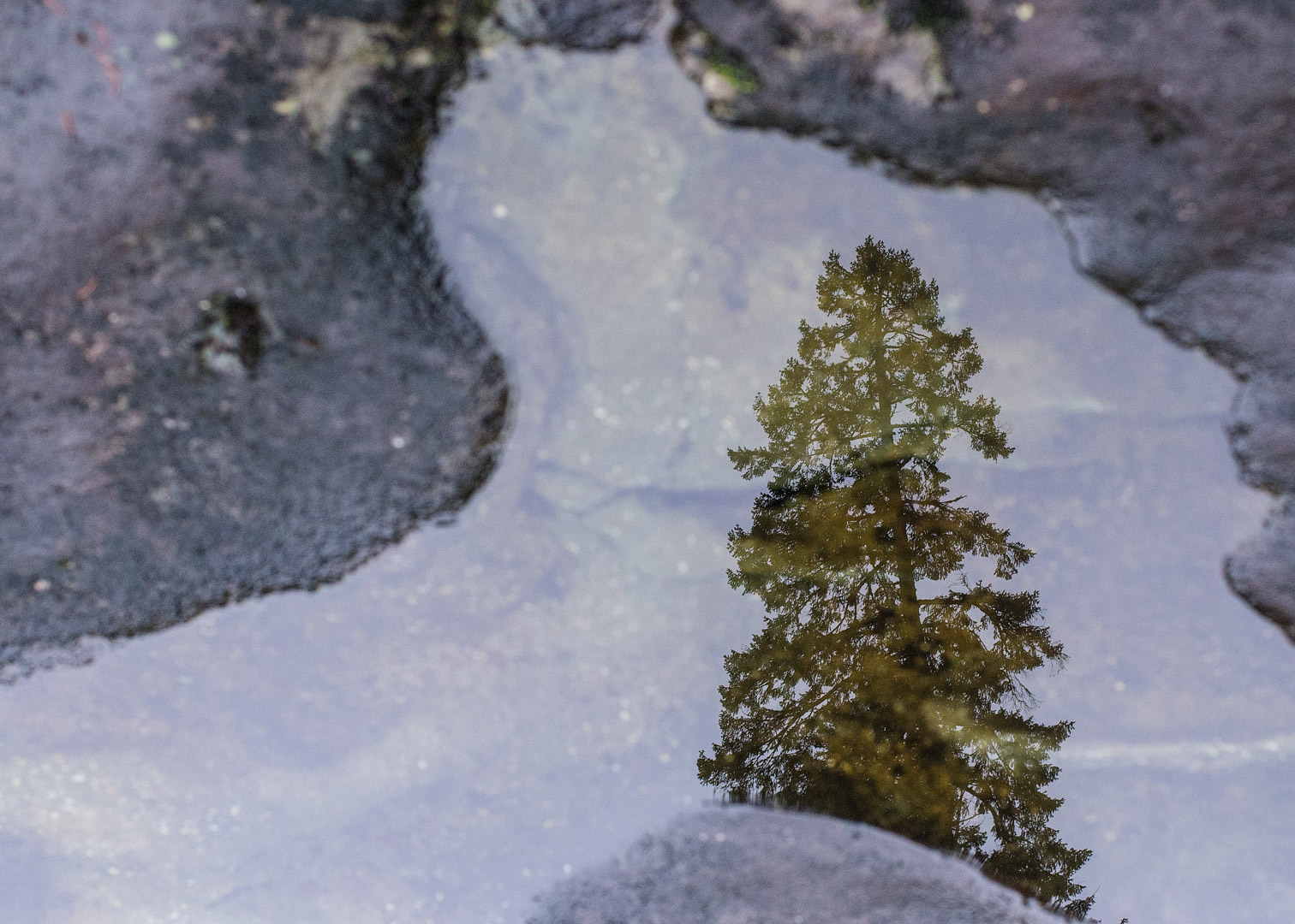 puddle reflection of giant cedar