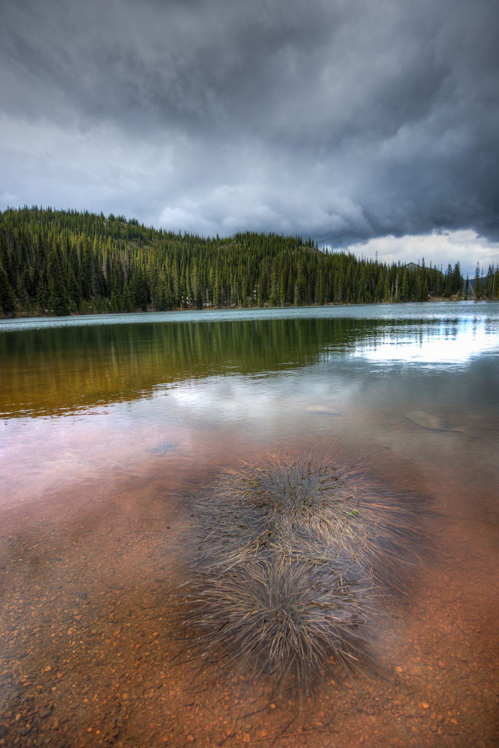 Submerged Shore Plants