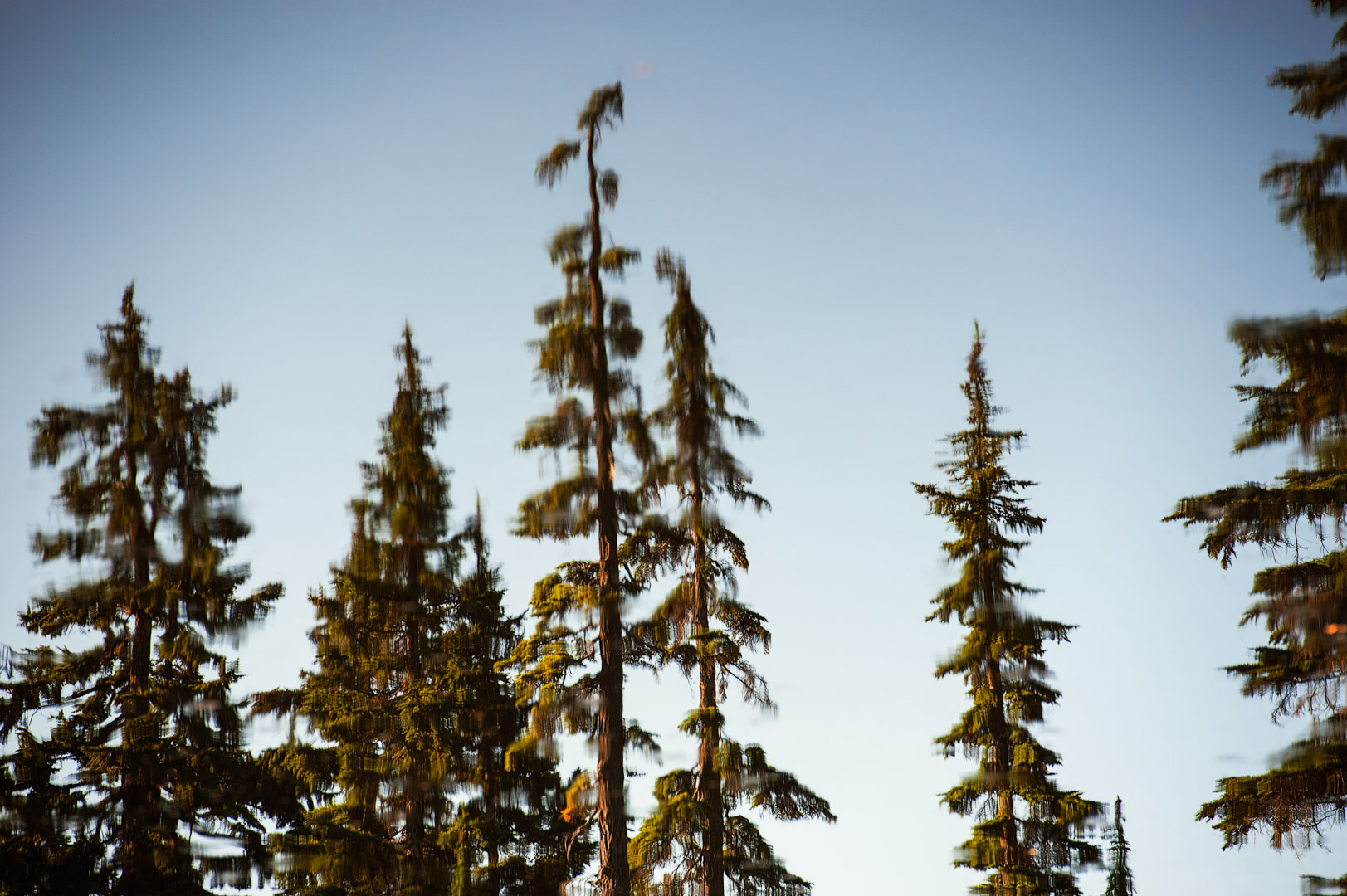 Pine and Cedar Tree tops