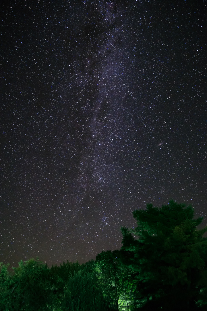 Milky Way above the trees