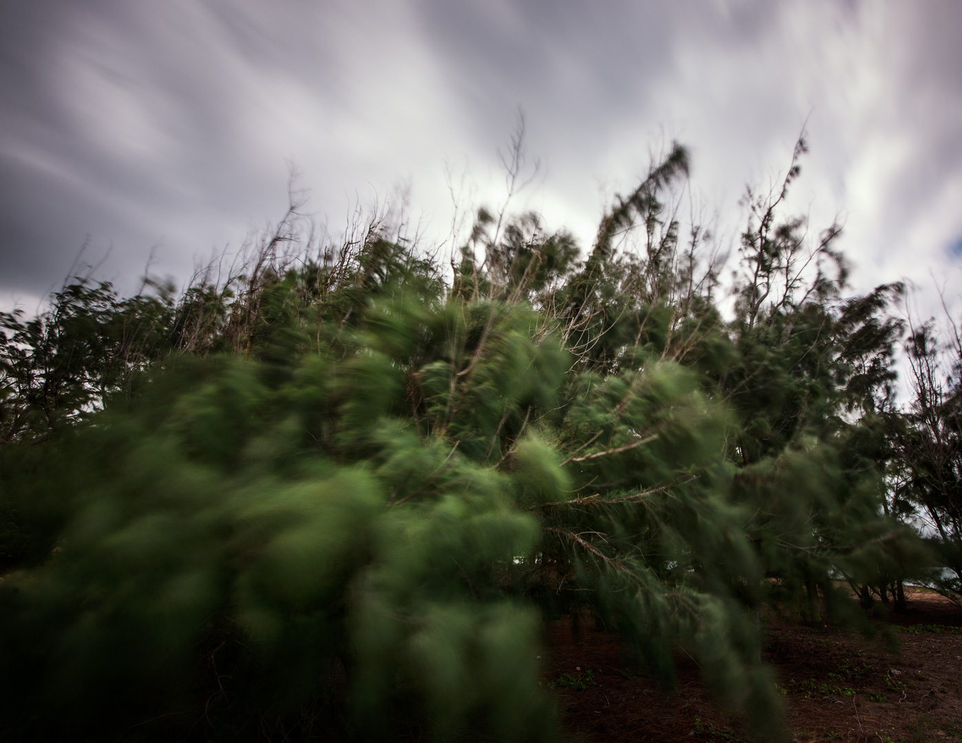 Tree in the wind