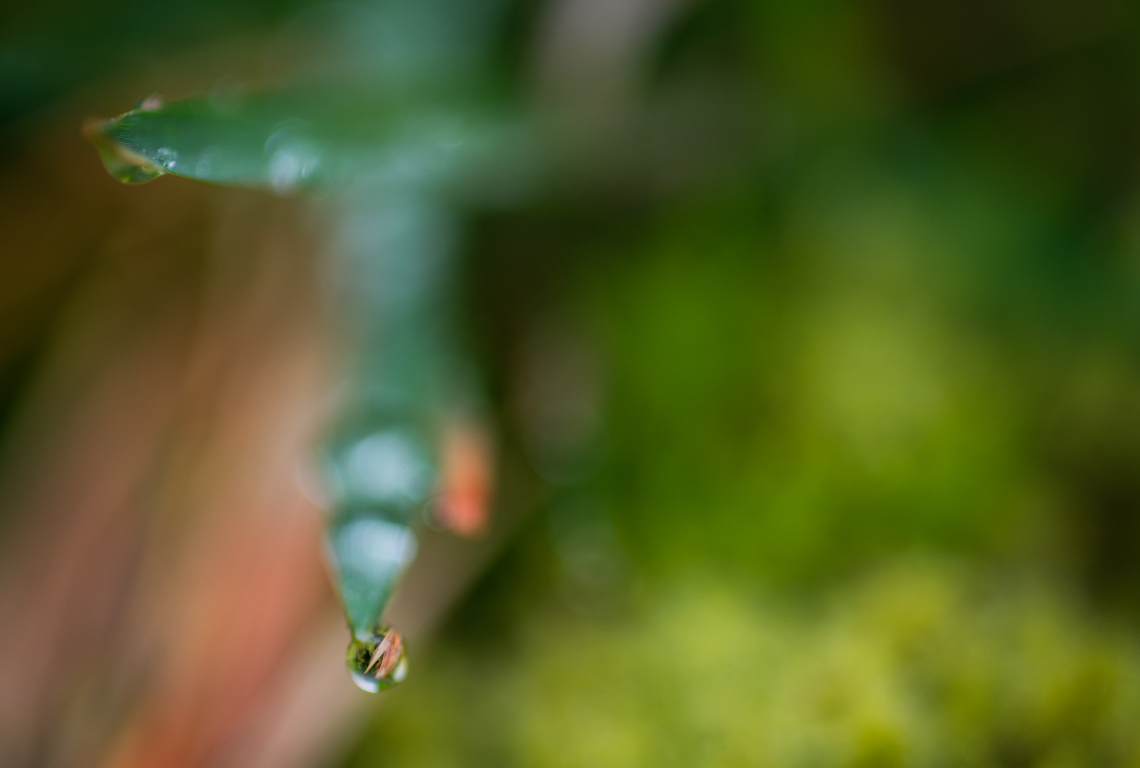 Water drop off a leaf