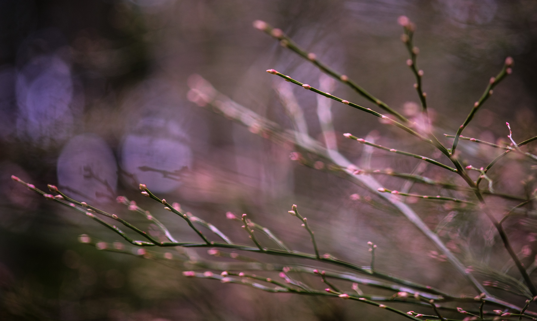 Flower buds