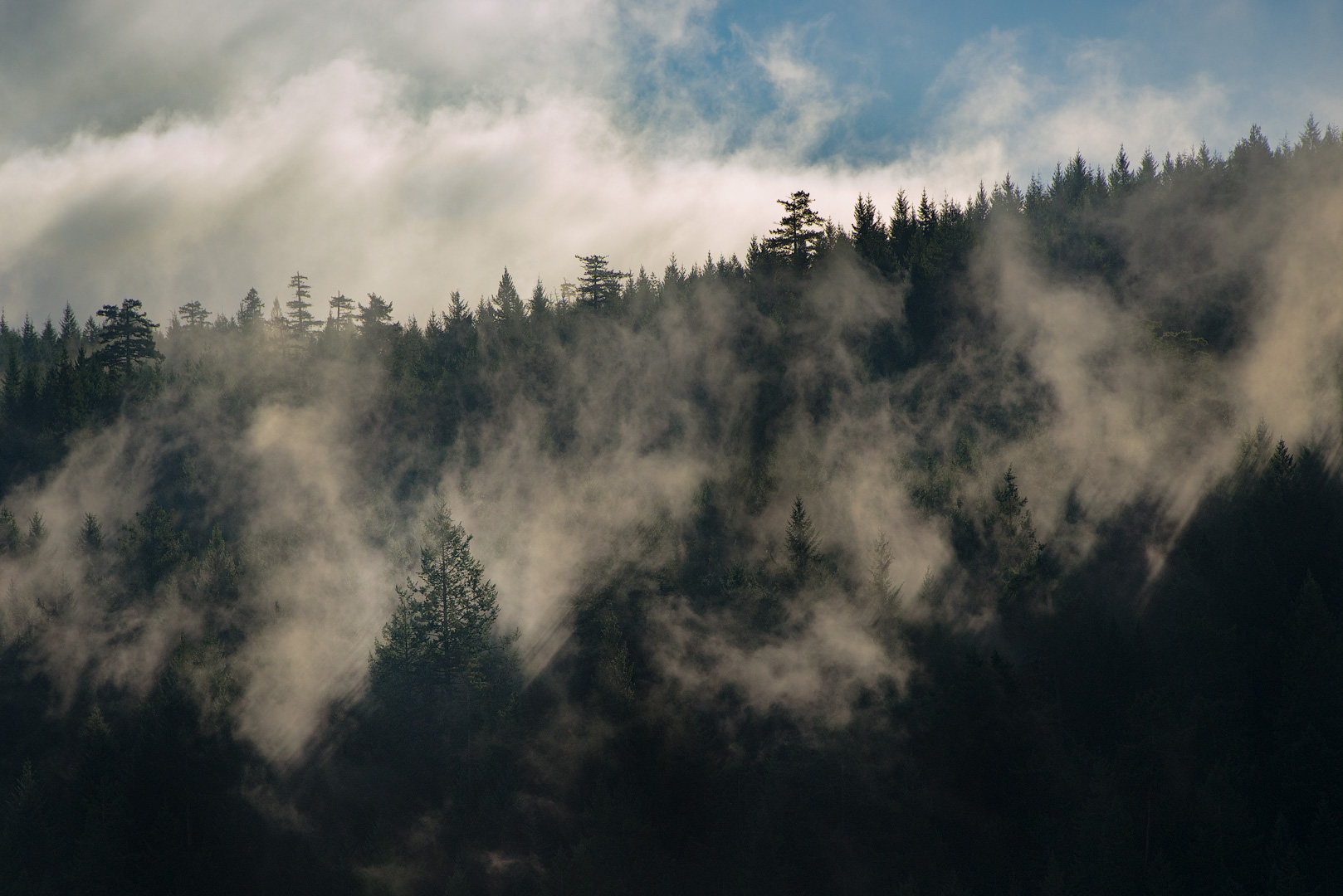 Forest moisture rising through sunshine