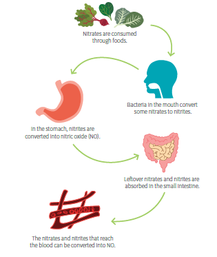 Conversion of Nitrates to Nitric Oxide