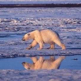 Exercise of the Month: BearCrawls