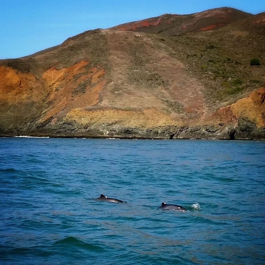 Dolphin Sighting SF Bay