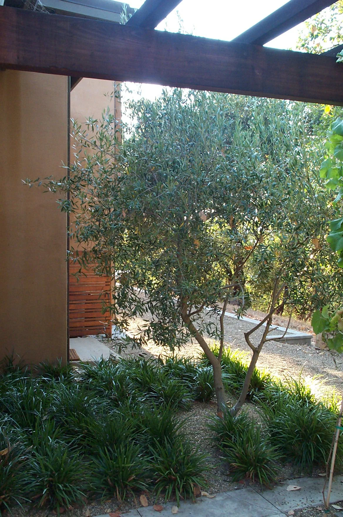 DCP_4432.JPG