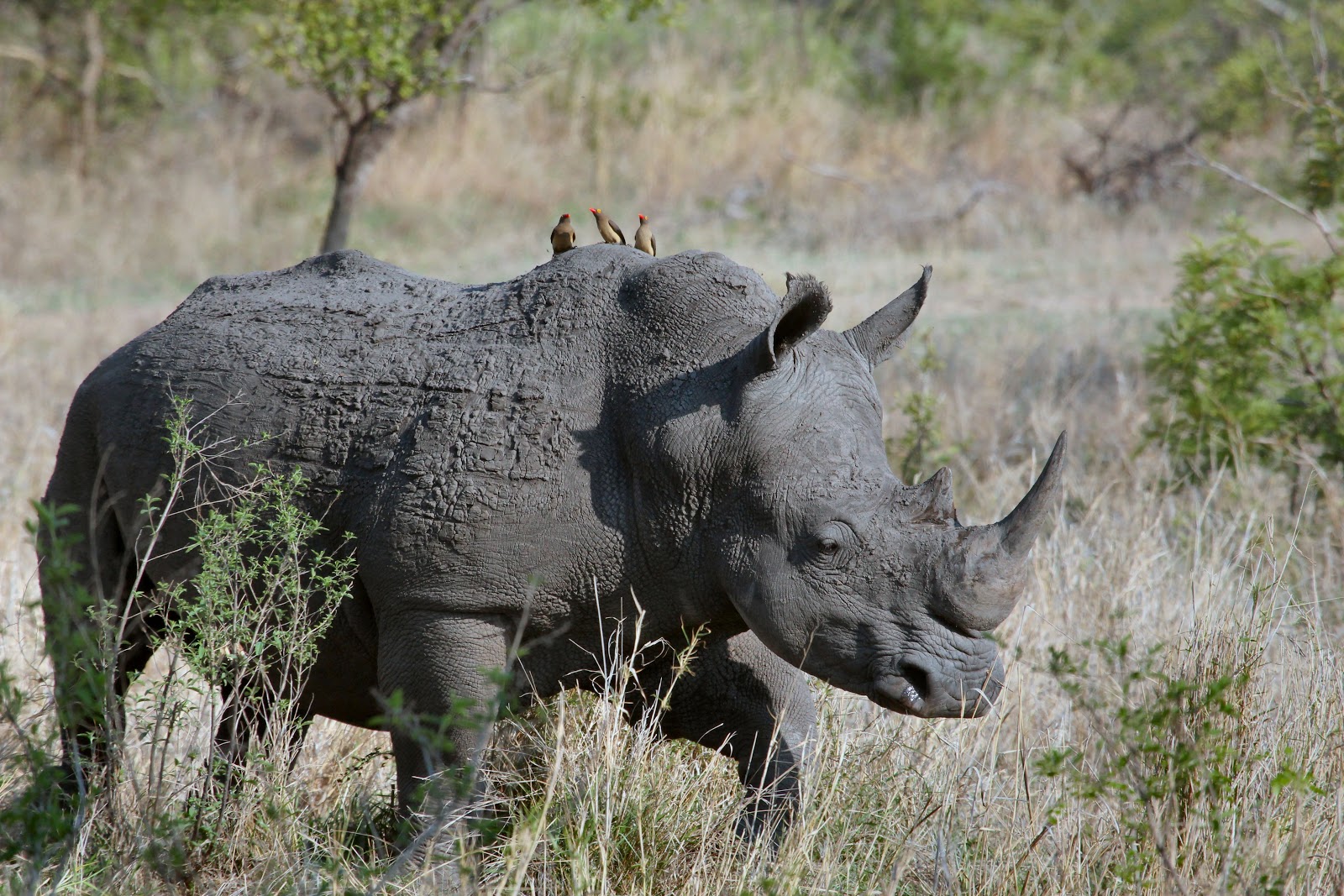 Shamwari Game Reserve, South Africa- Photo.jpg