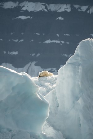 polar+bear+lying+on+ice+and+snow.jpeg