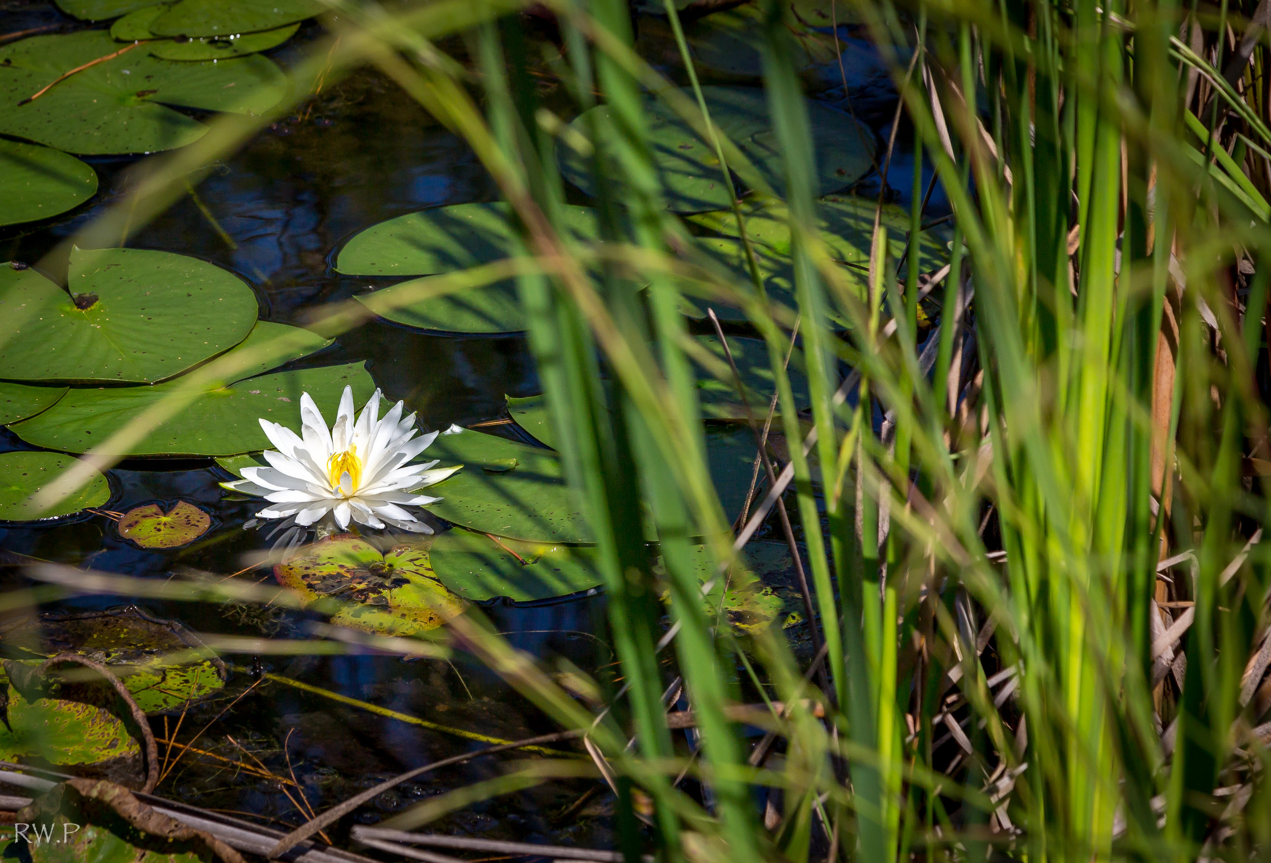 water lilly 2.jpg