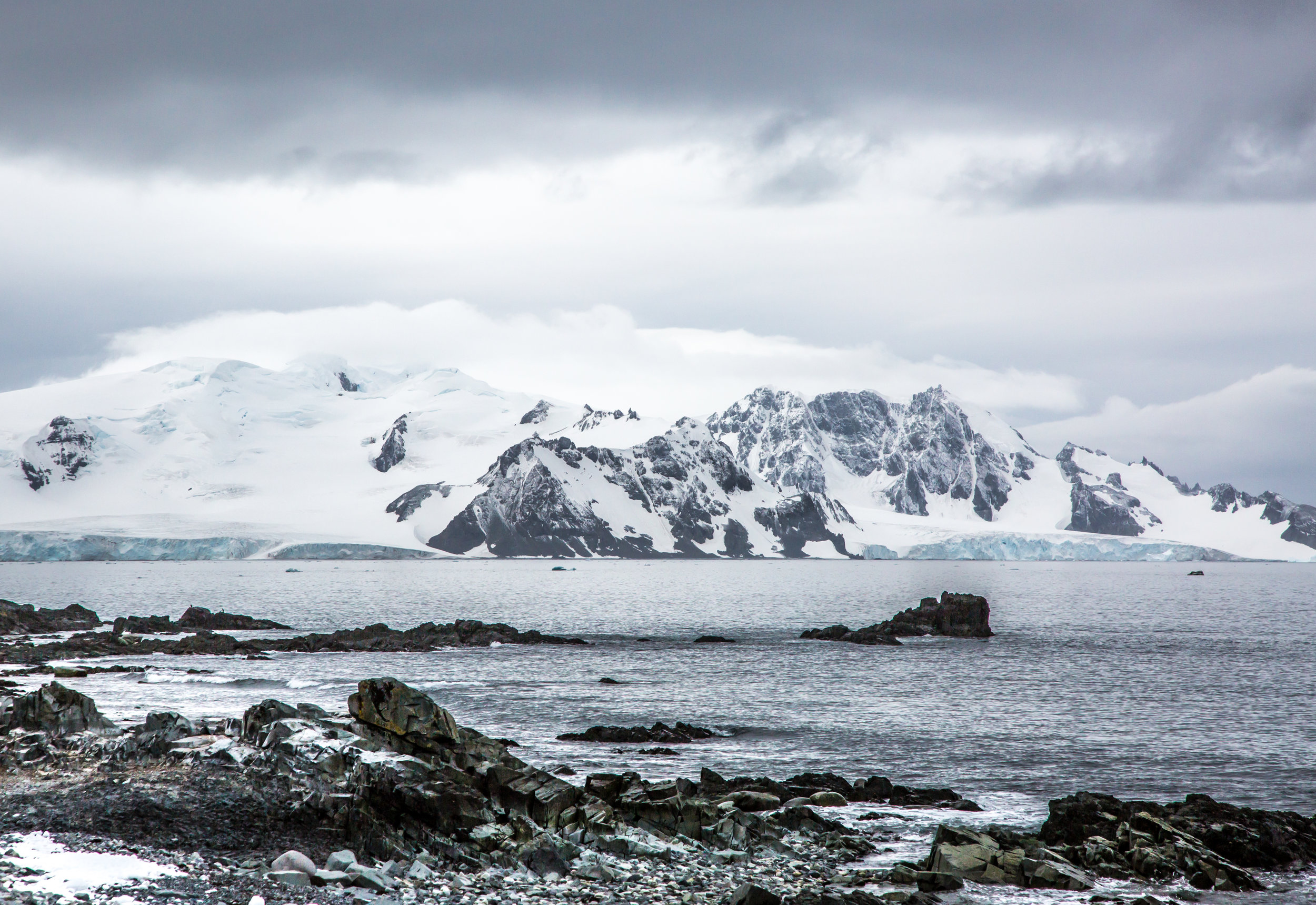 Penguins and Seals