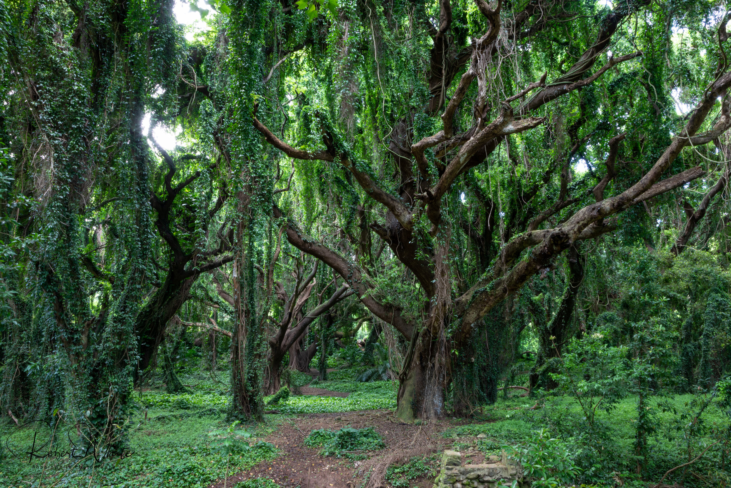 Enchanted Forest