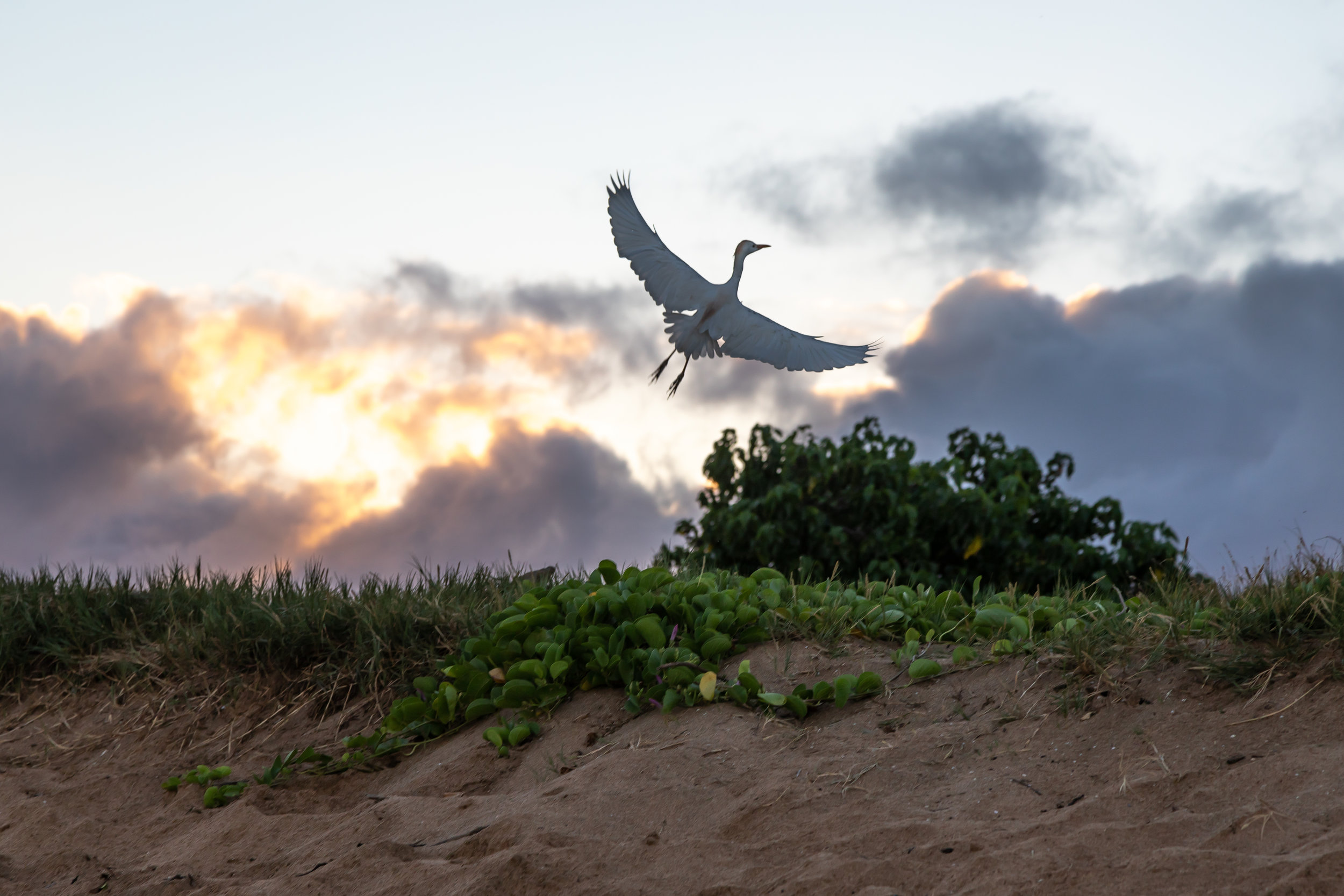 Hawaii 2018-403.jpg