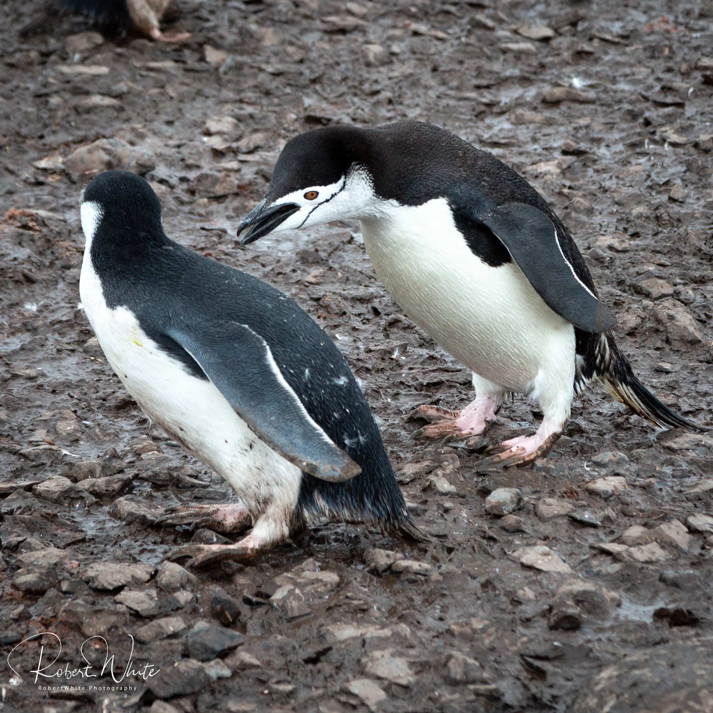 Antarctica Redo wm3 -84.jpg