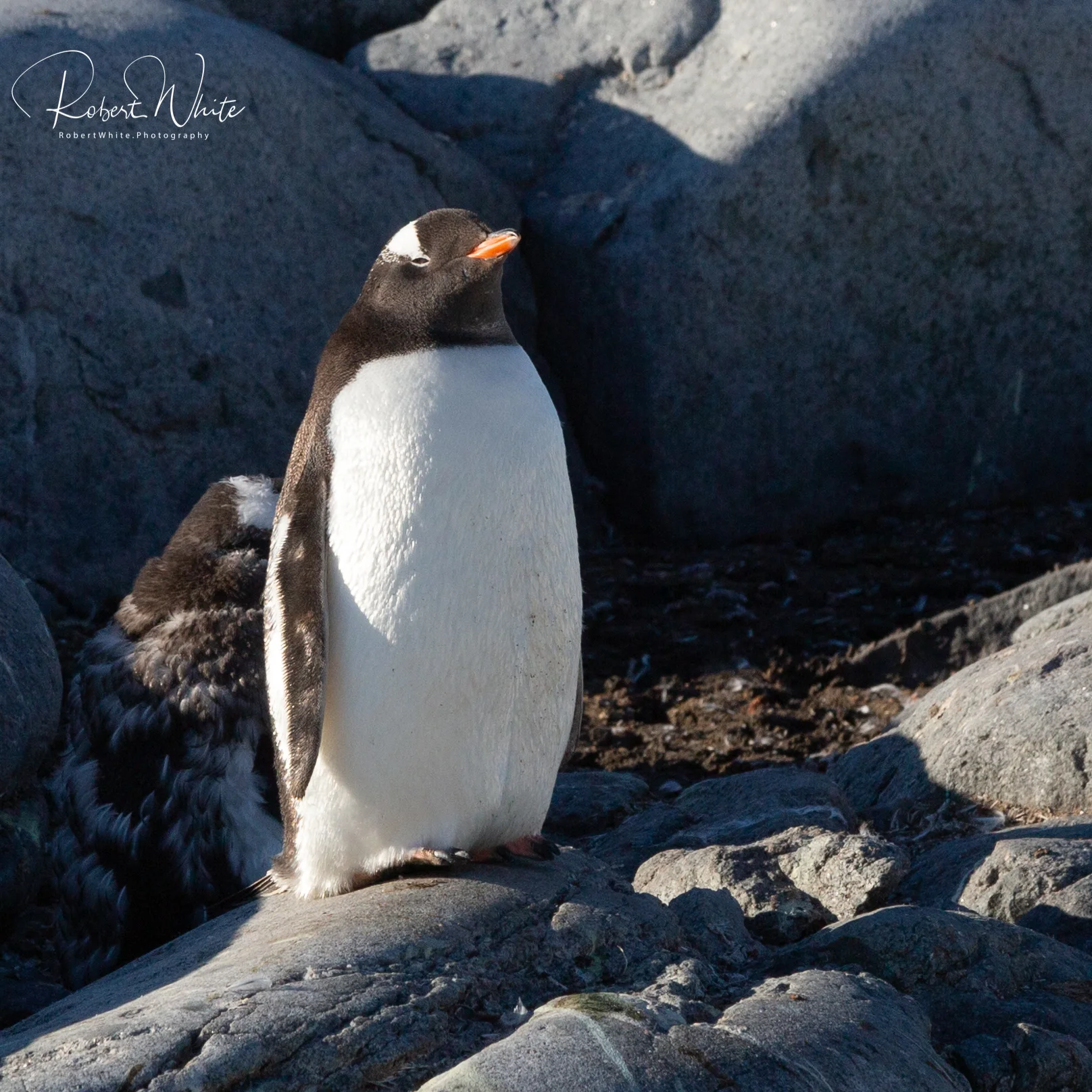 Antarctica Redo wm3 -200.jpg
