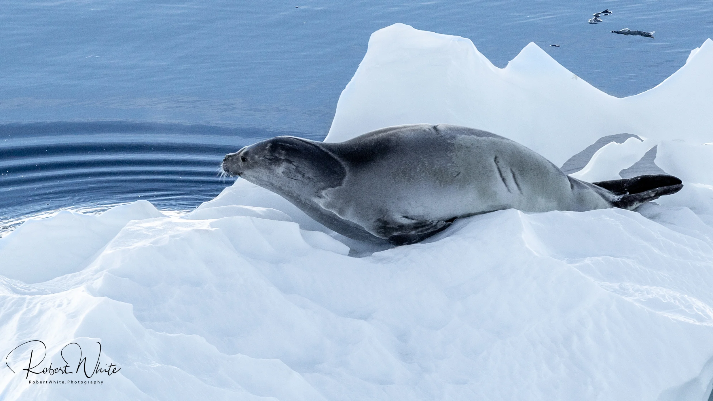 Antarctica Redo wm3 -249.jpg