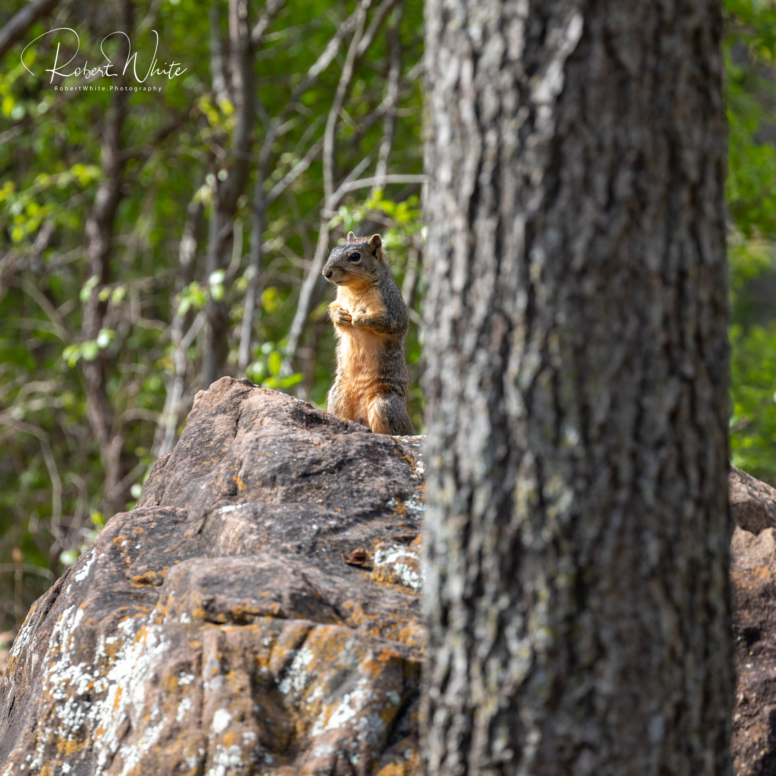 King of the Rock