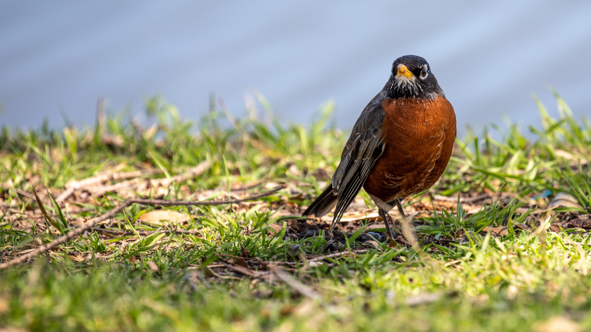 Red Robin