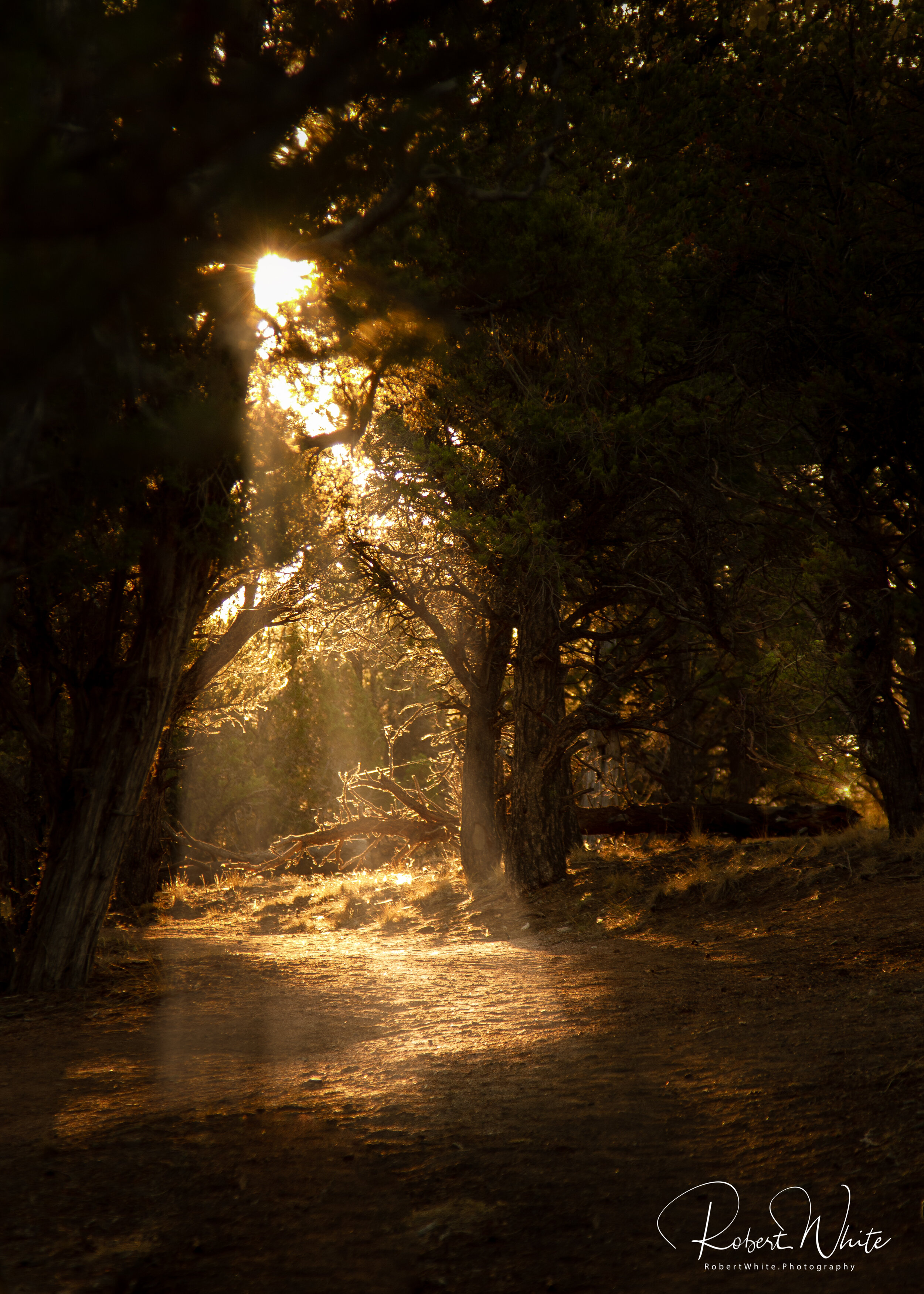  Quiet early morning light on a hiking path near Ridgway Reservoir, Southwestern Colorado. 