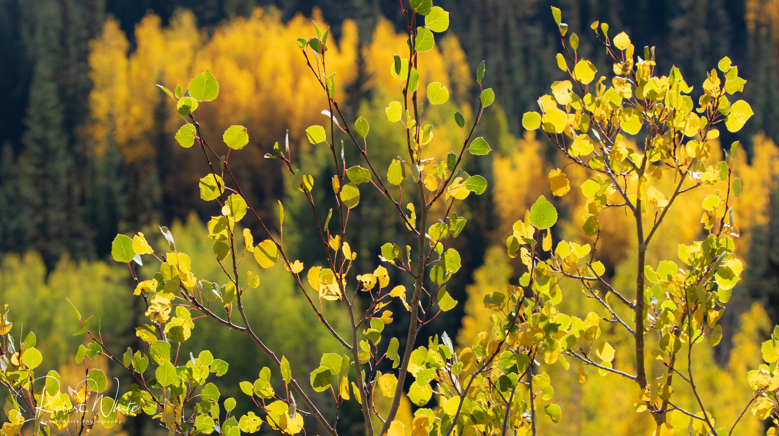 Web Colorado Fall 2020 -11.jpg