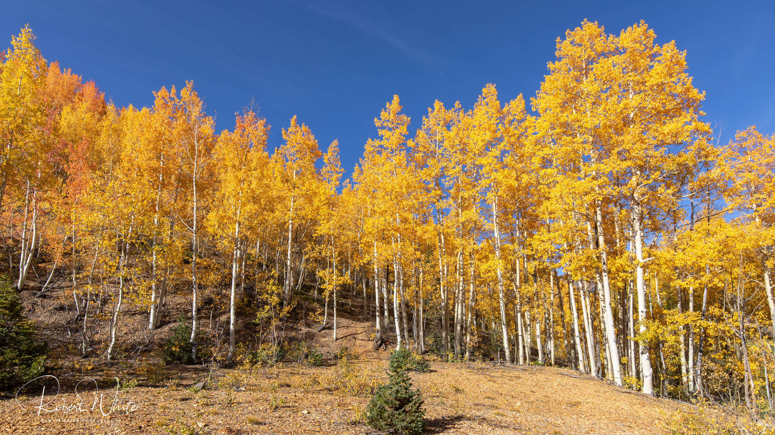 Web Colorado Fall 2020 -27.jpg