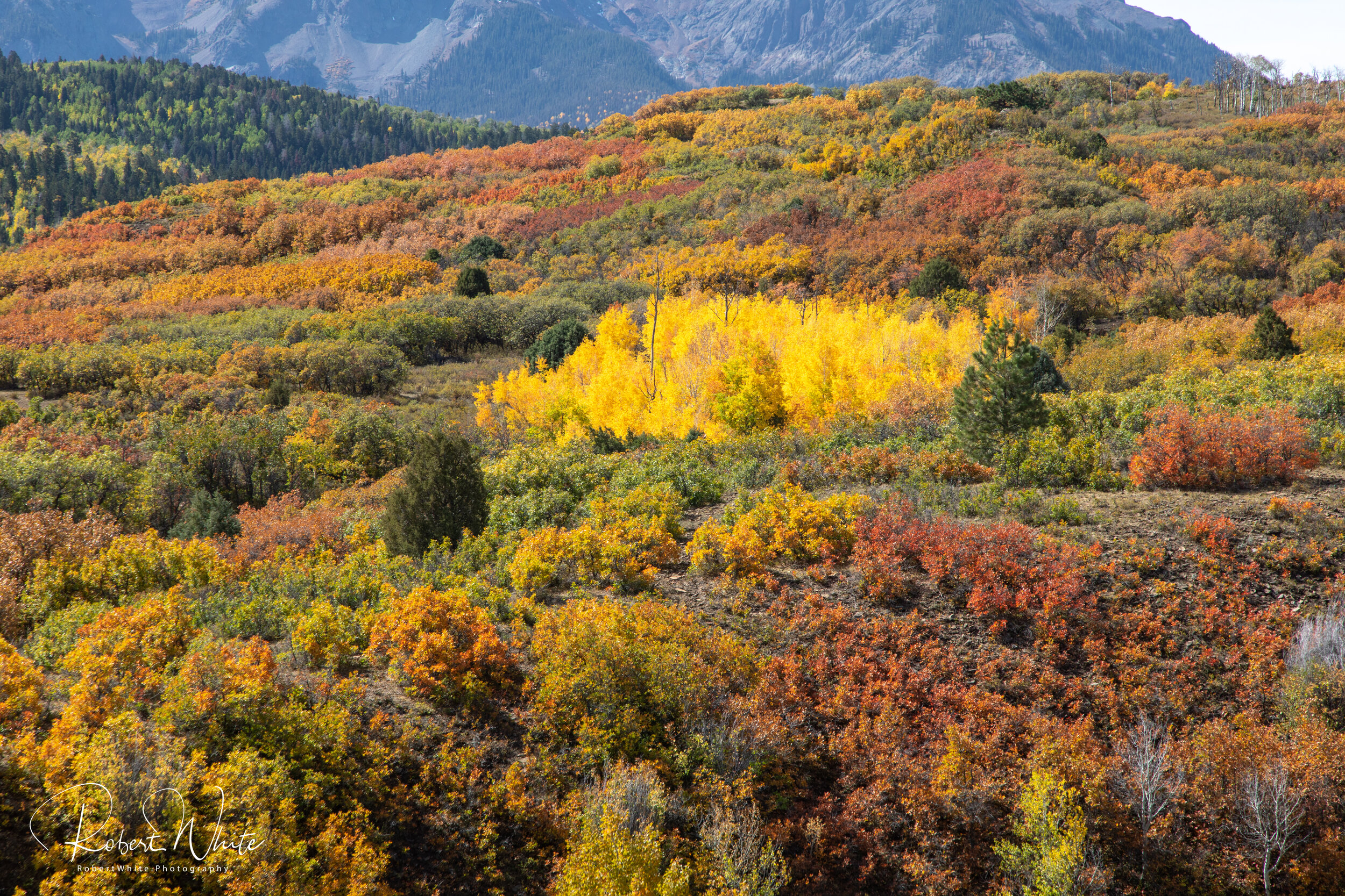 Web Colorado Fall 2020 -37.jpg