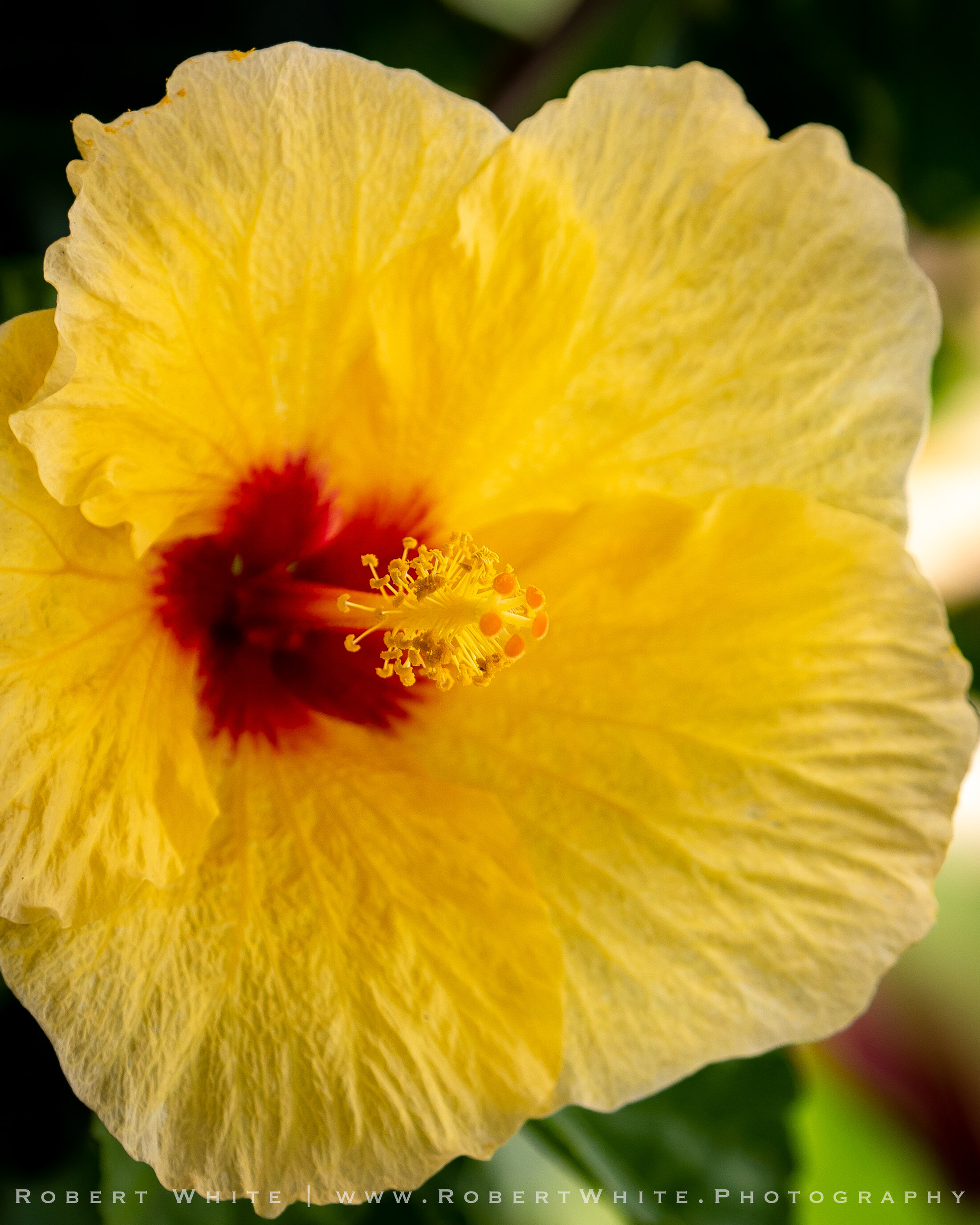 Flowers of Hawaii-1.jpg