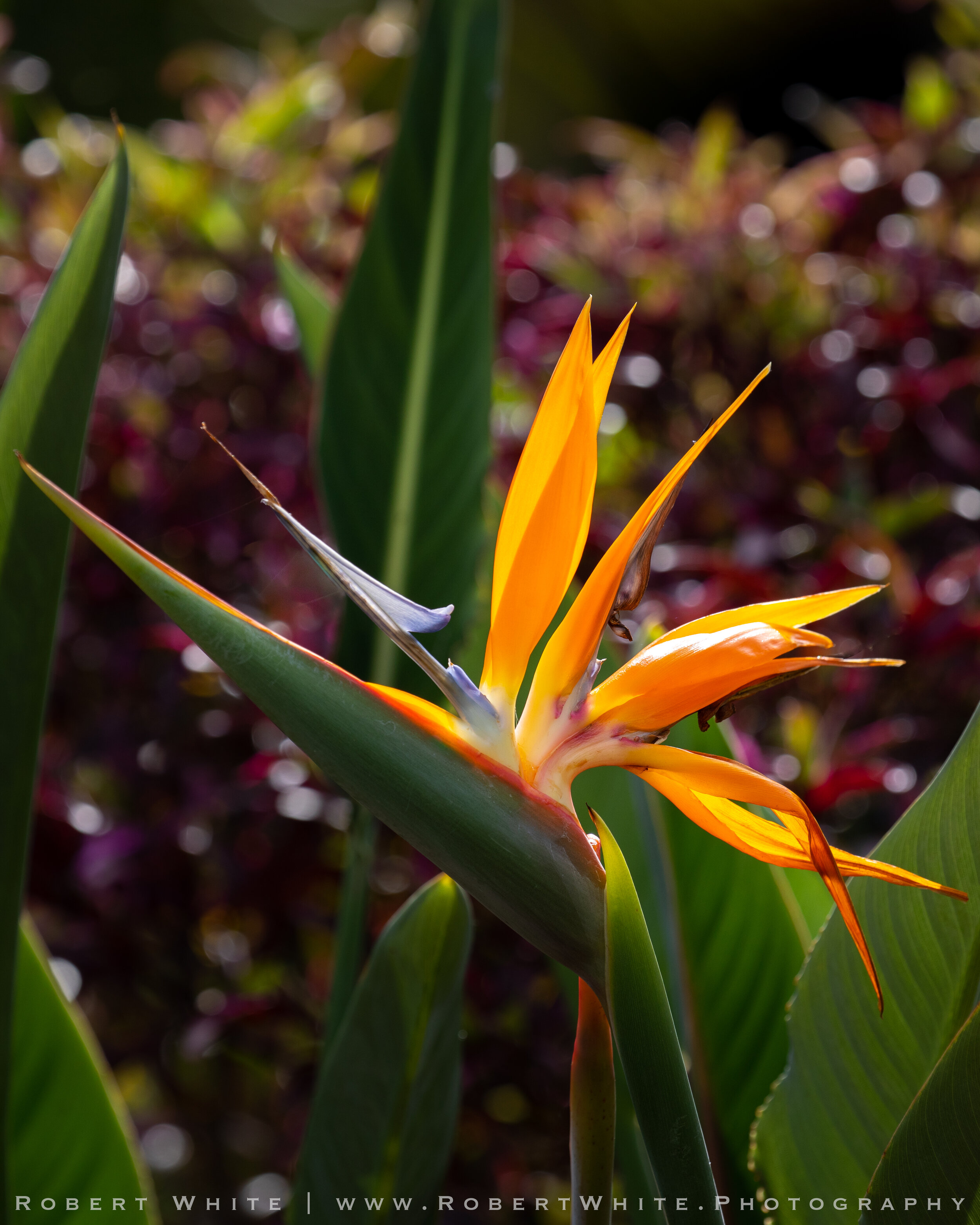 Flowers of Hawaii-2.jpg