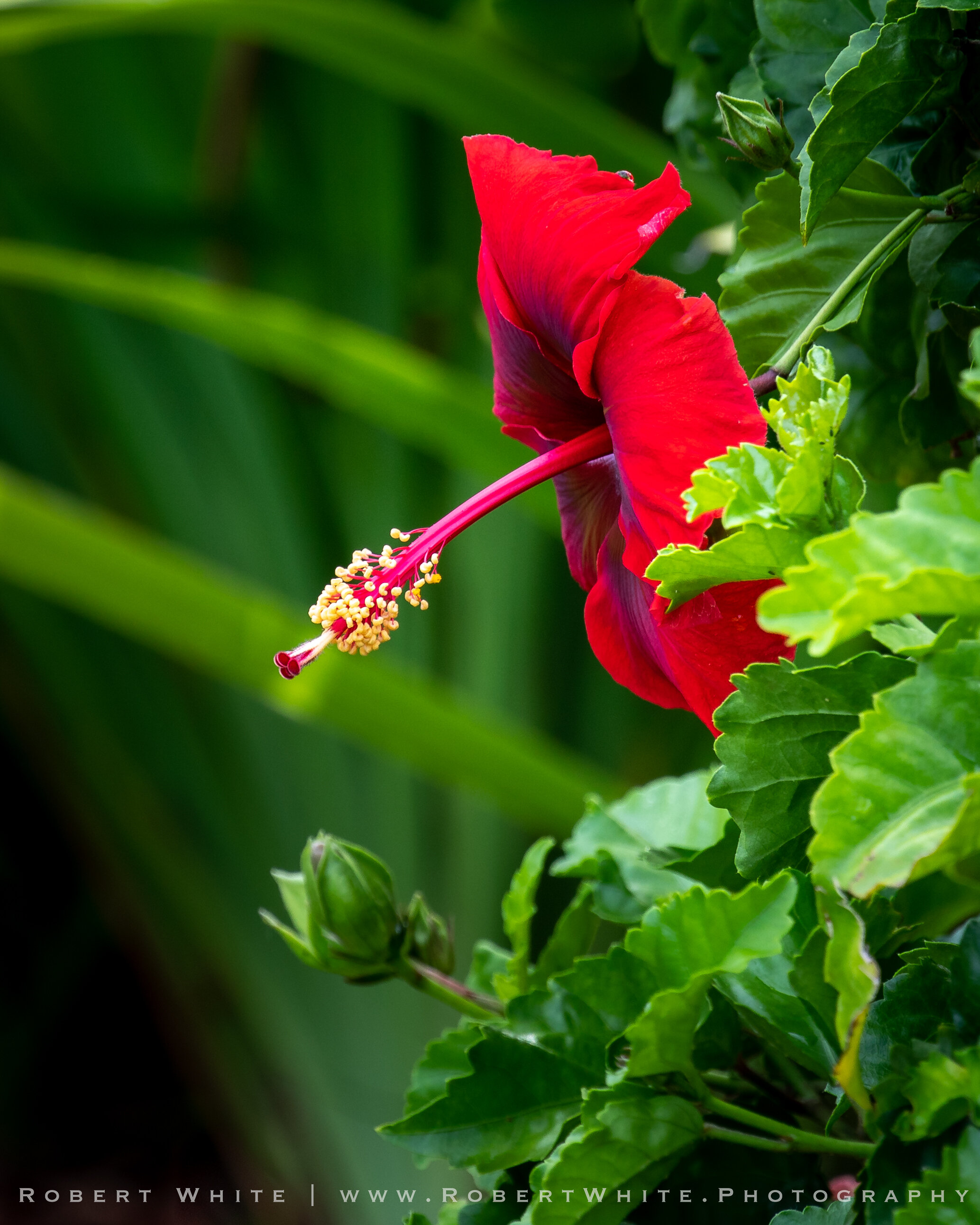 Flowers of Hawaii-3.jpg