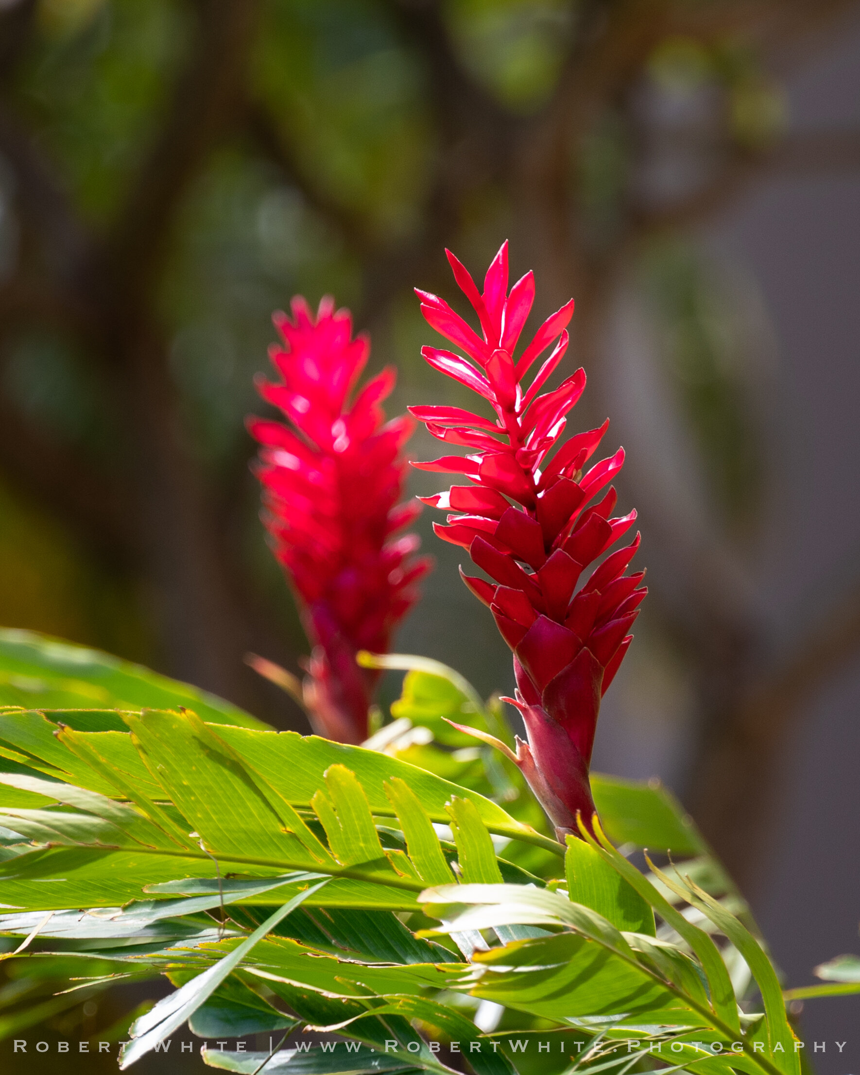 Flowers of Hawaii-7.jpg