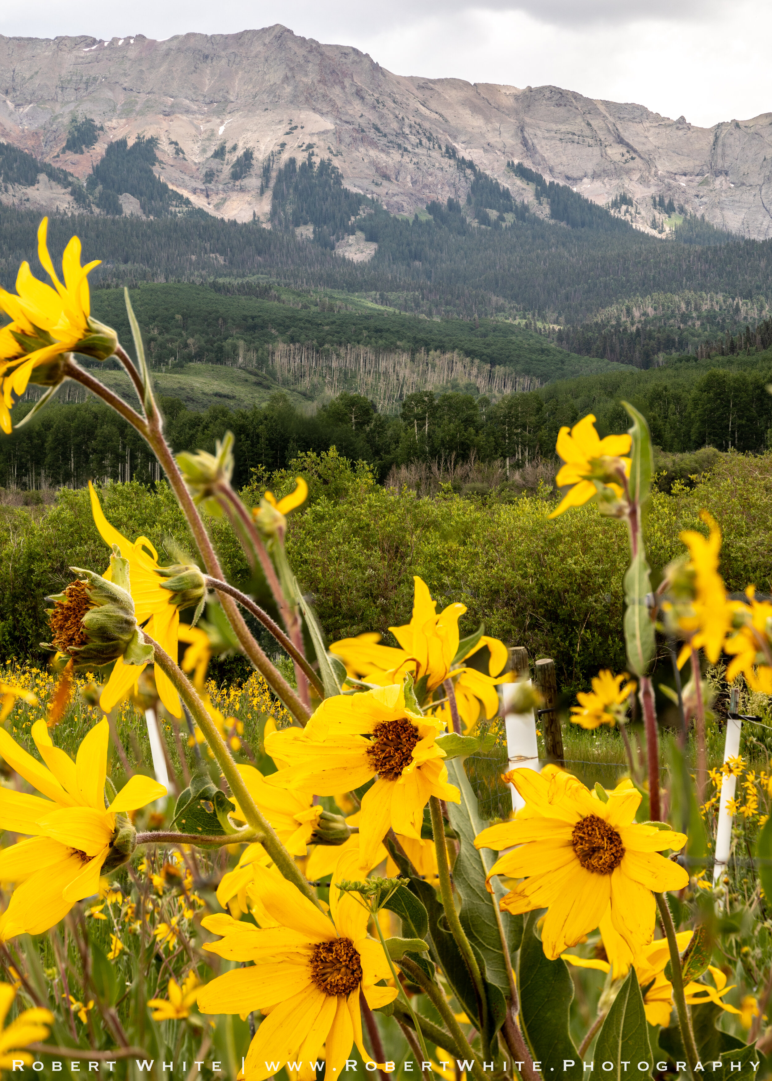 Colorado Wildflowers #1