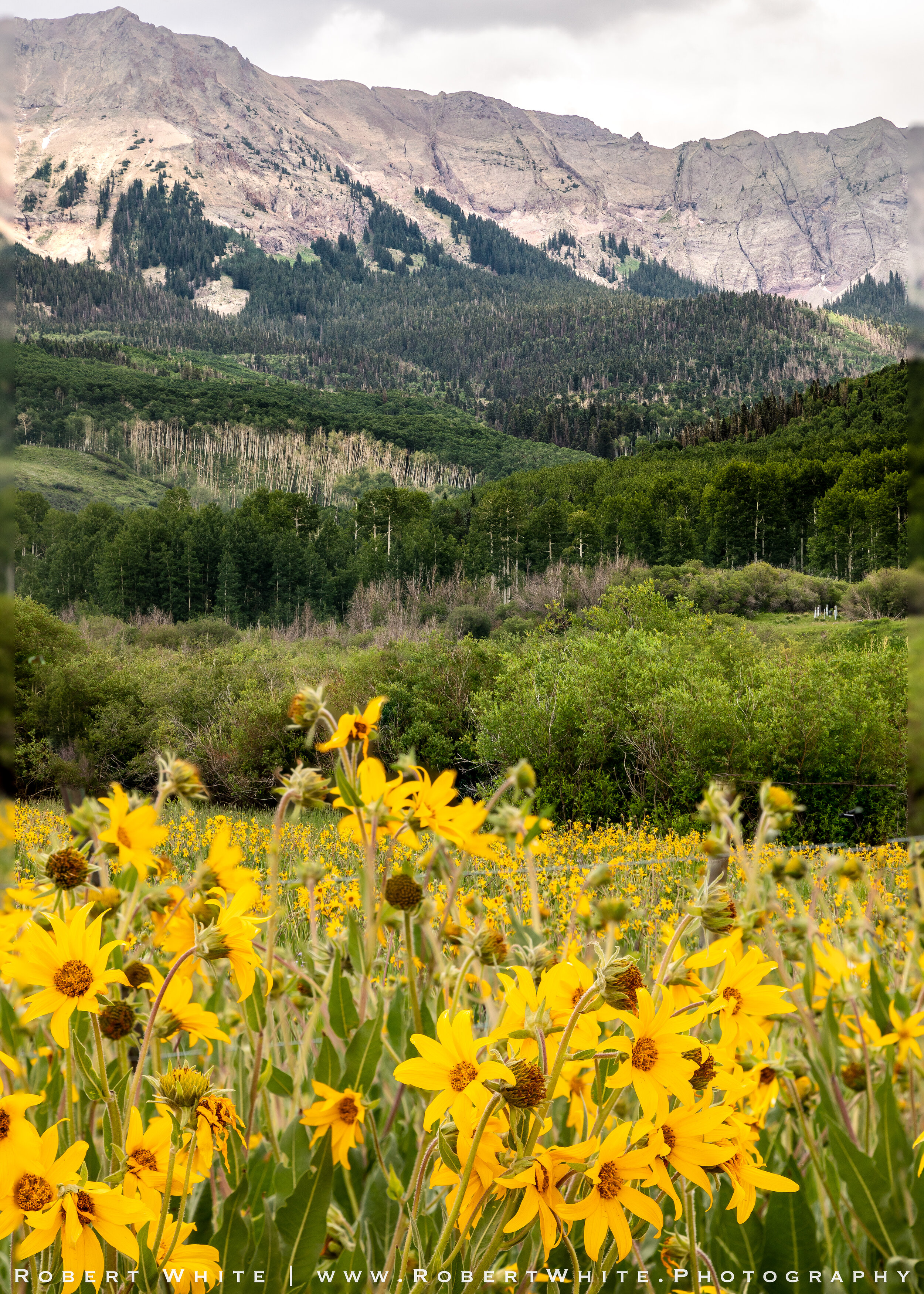 Yellow Flowers-3.jpg