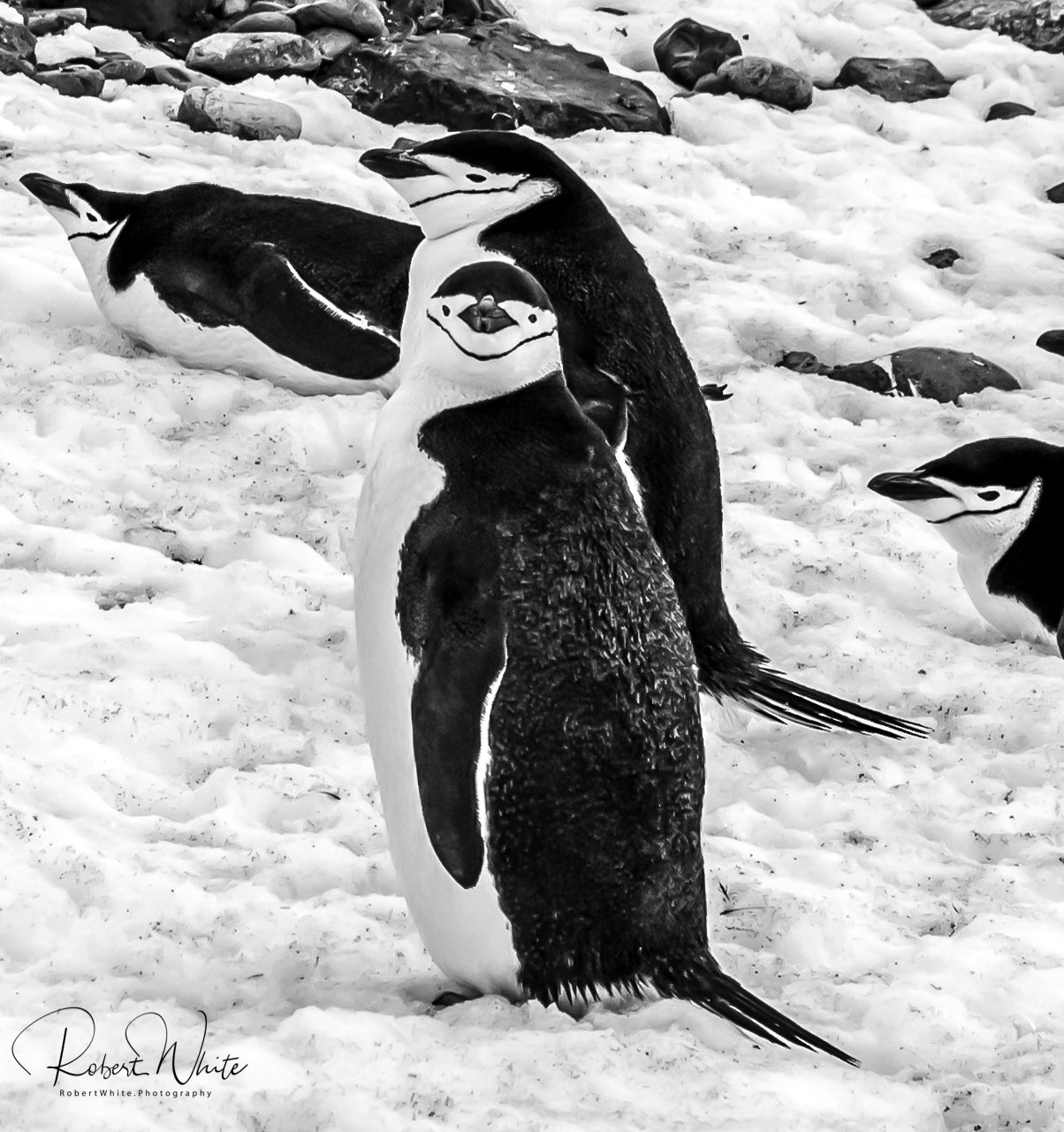 Antarctic-3.jpg