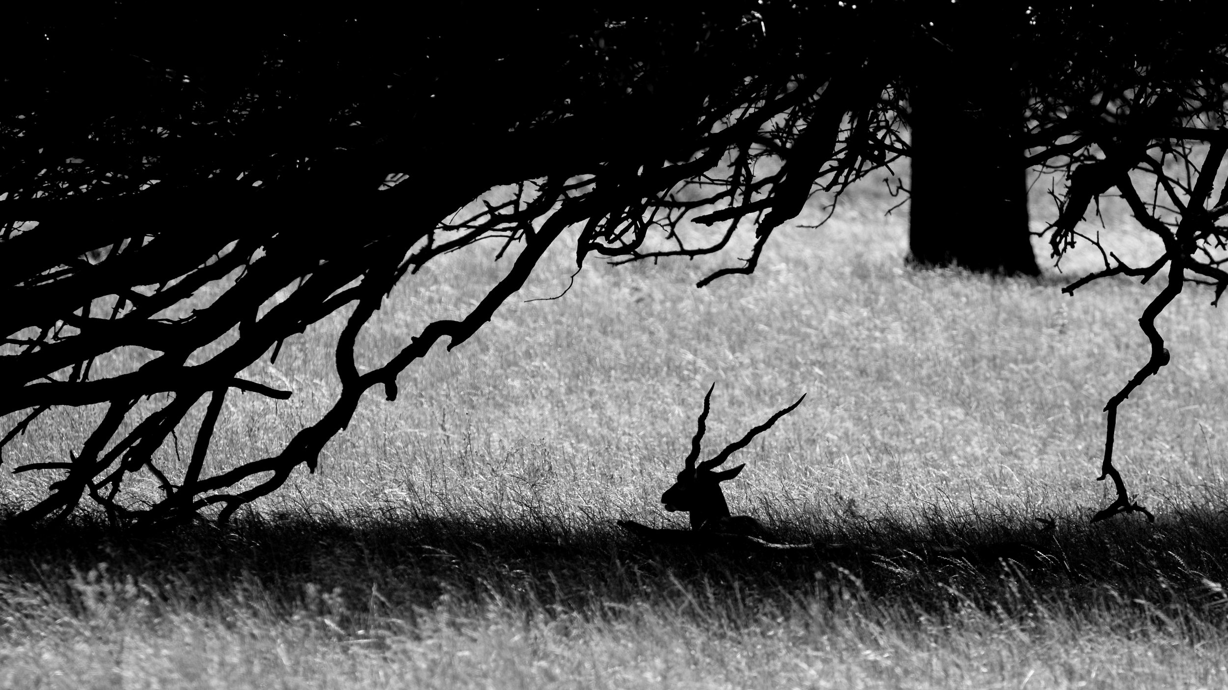 Fossil Rim 2020-2.jpg