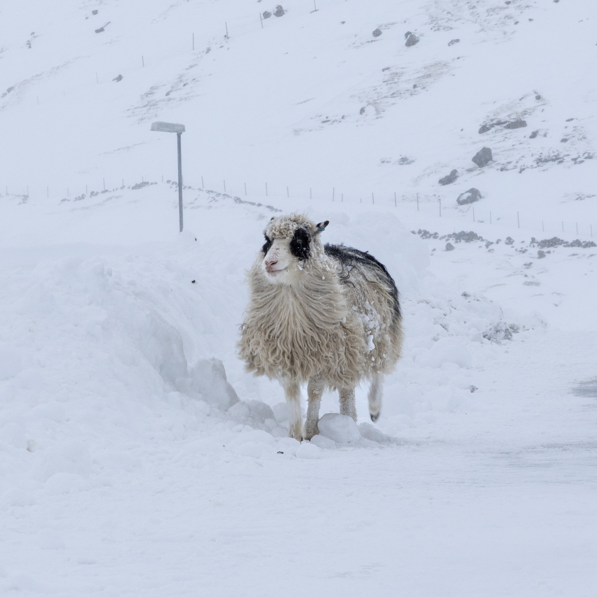 Faroes Social Media-256.jpg