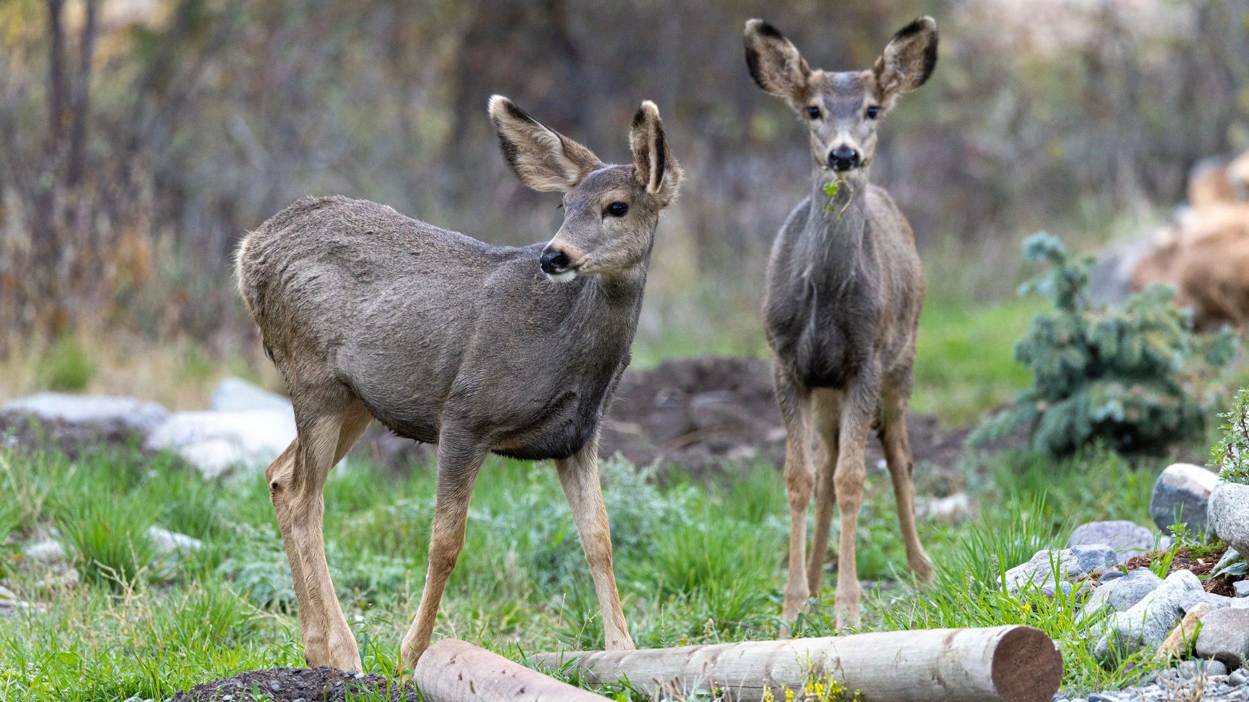  Mule Deer Siblings - Southwestern Colorado 
