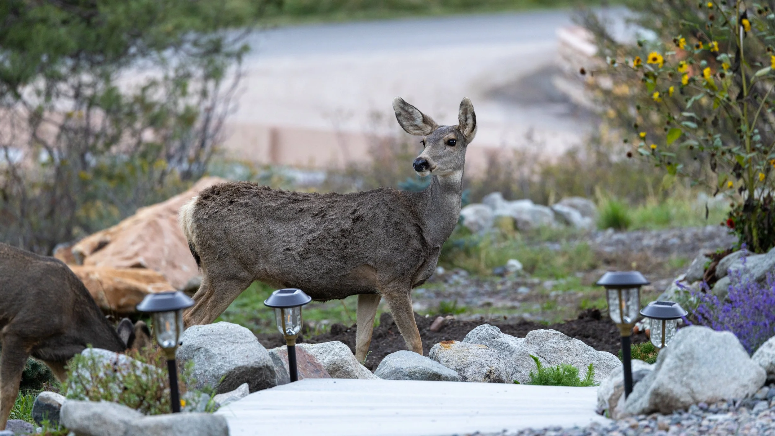  Mule Deer Mom - Southwestern Colorado 