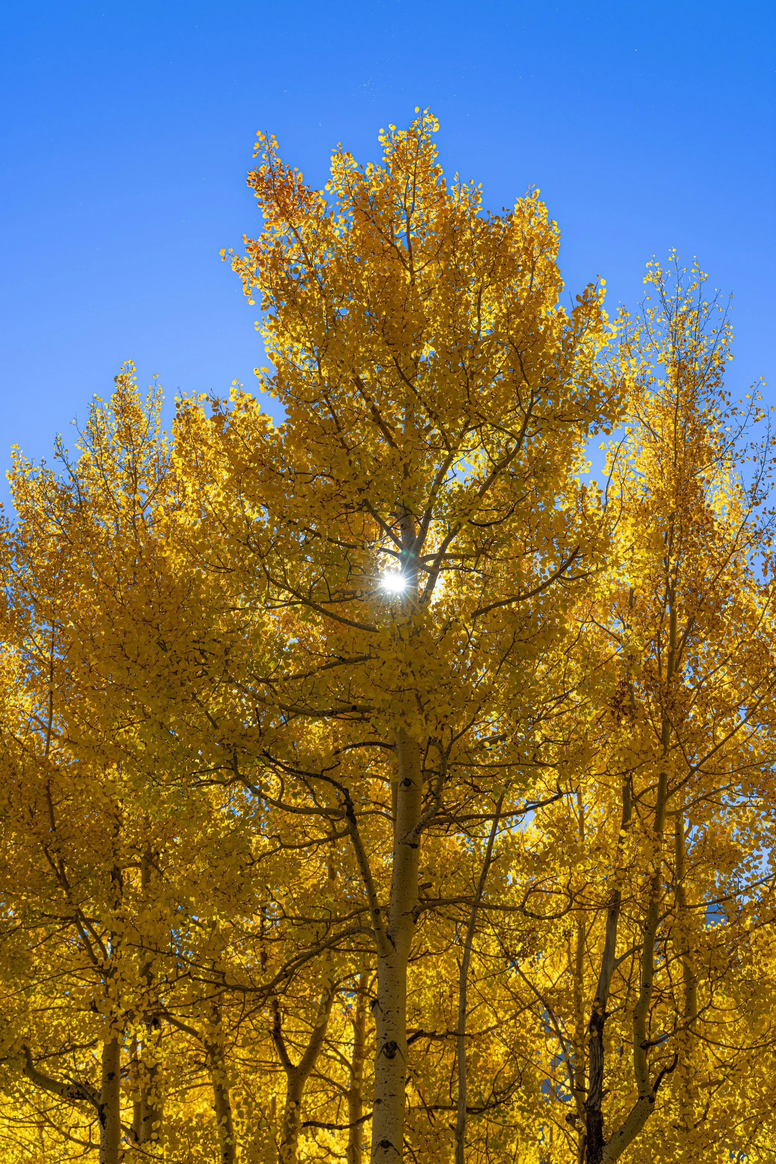  Aspen Heart - Southwestern Colorado 
