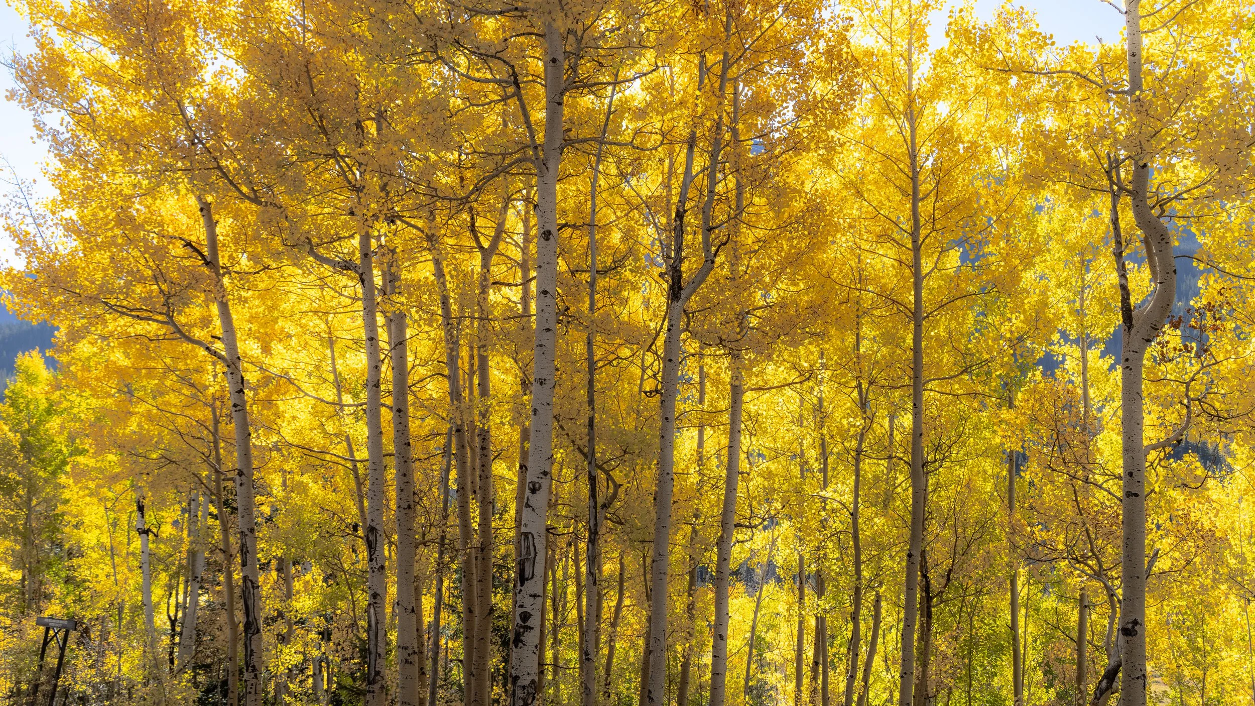  Screen Saver Worthy - Southwestern Colorado 