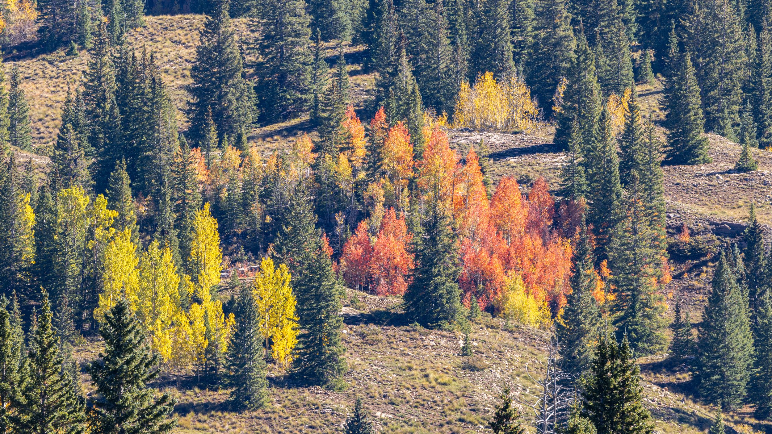  Flame On - Southwestern Colorado 