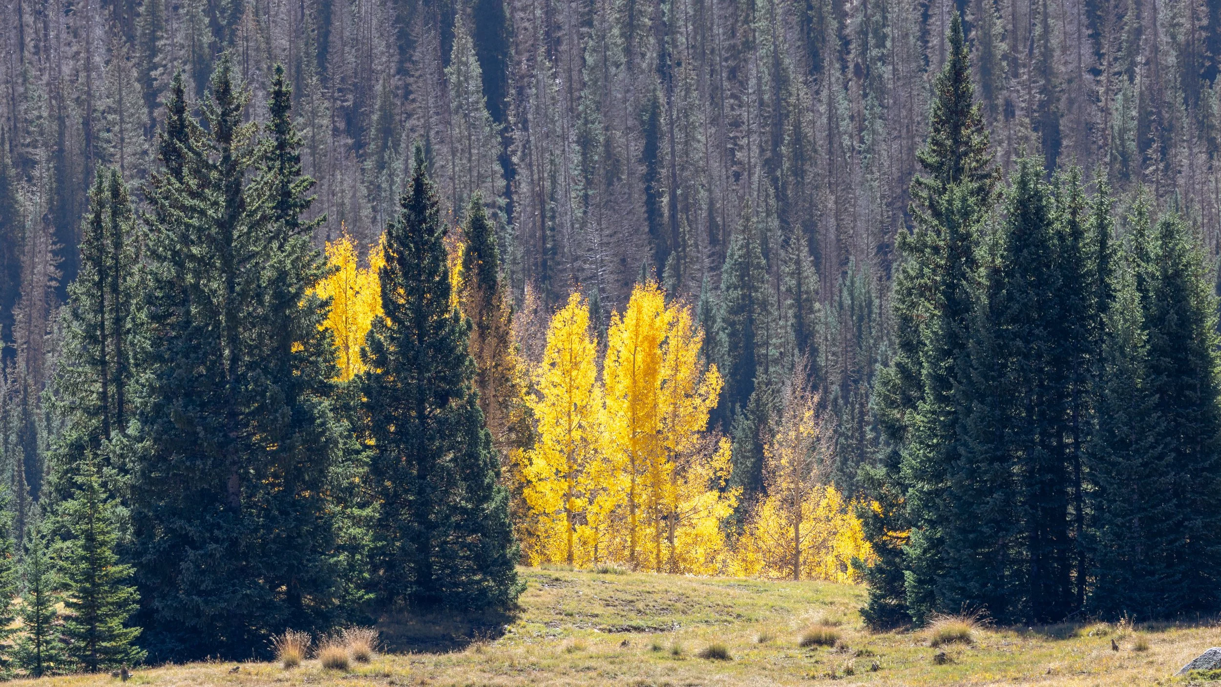  Beauty still shines, on a backdrop of Colorado Pines mostly killed by the Beetle. 