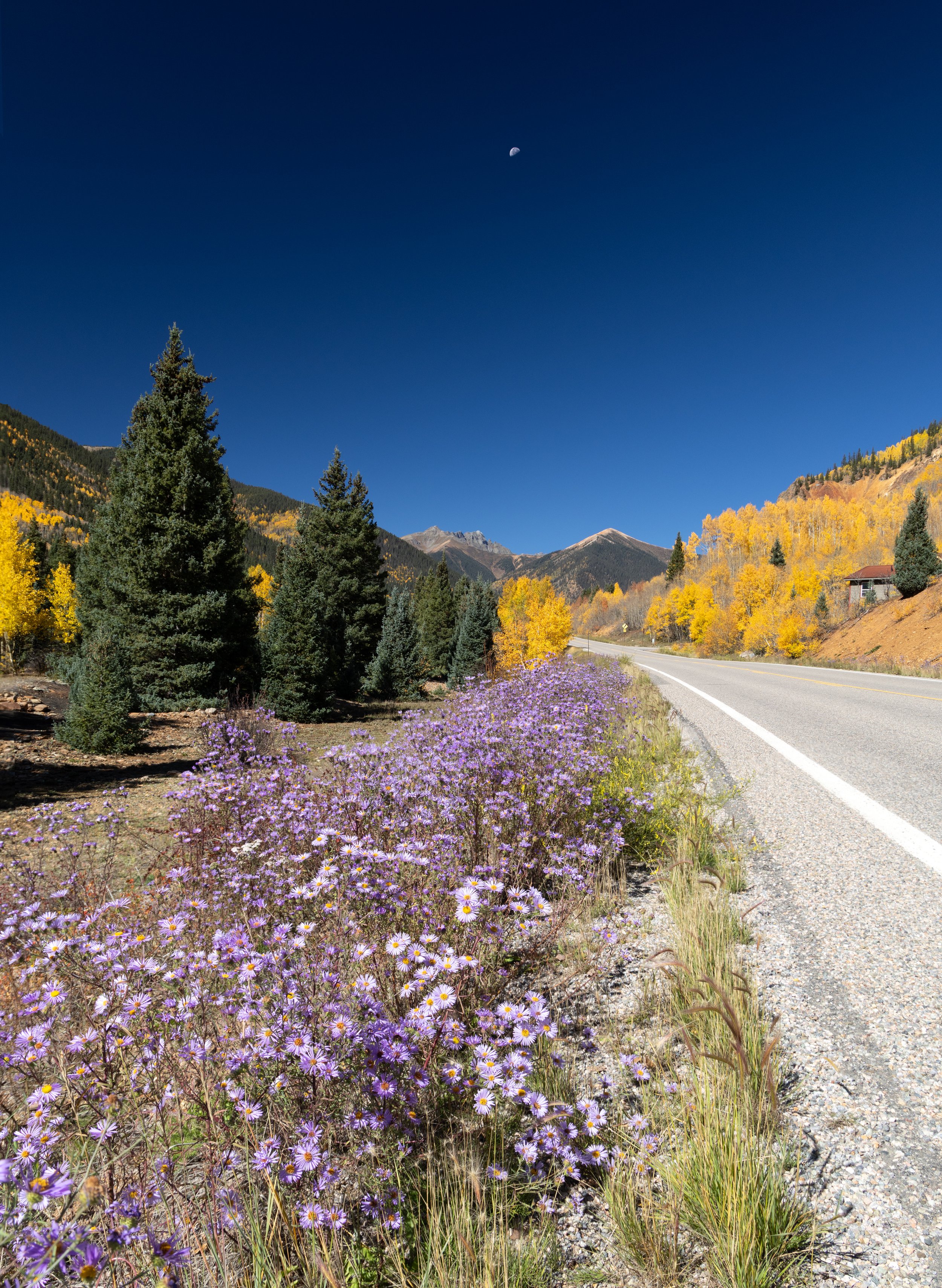  Summer Flowers, Fall Colors, and the Moon - Highway 550 - Southwestern Colorado 